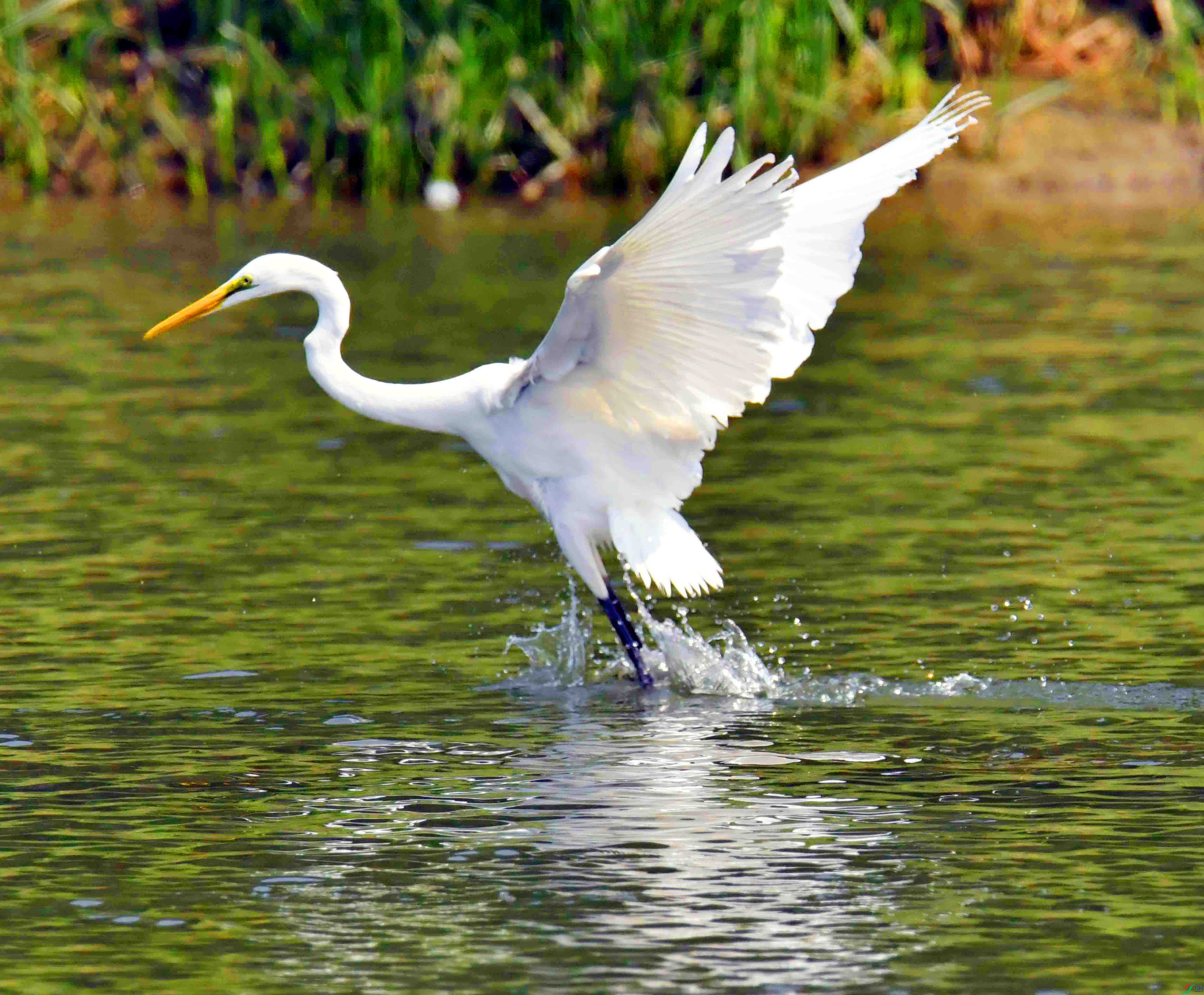 DSC_0462.JPG
