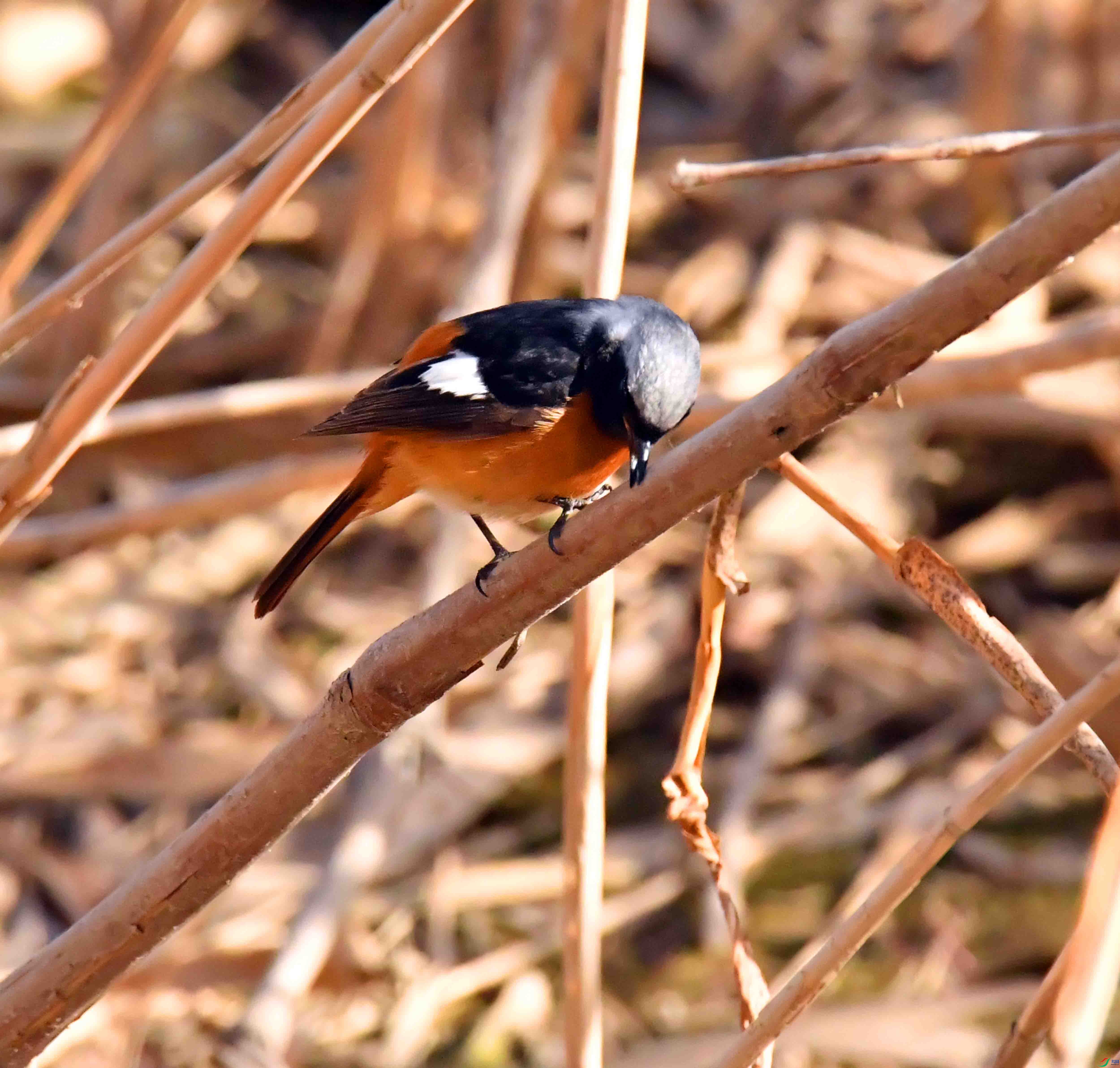 DSC_4250.JPG