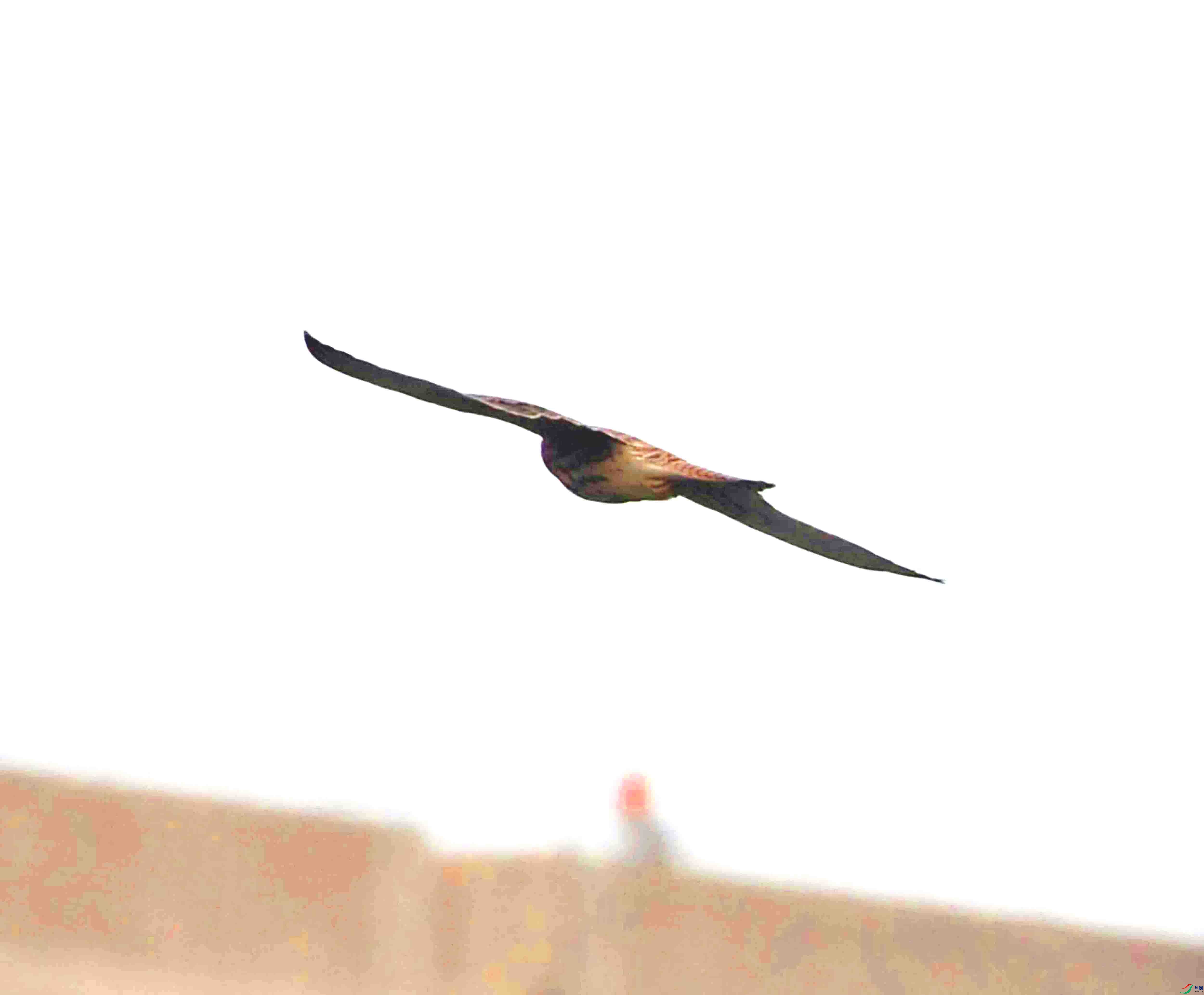DSC_8821.JPG