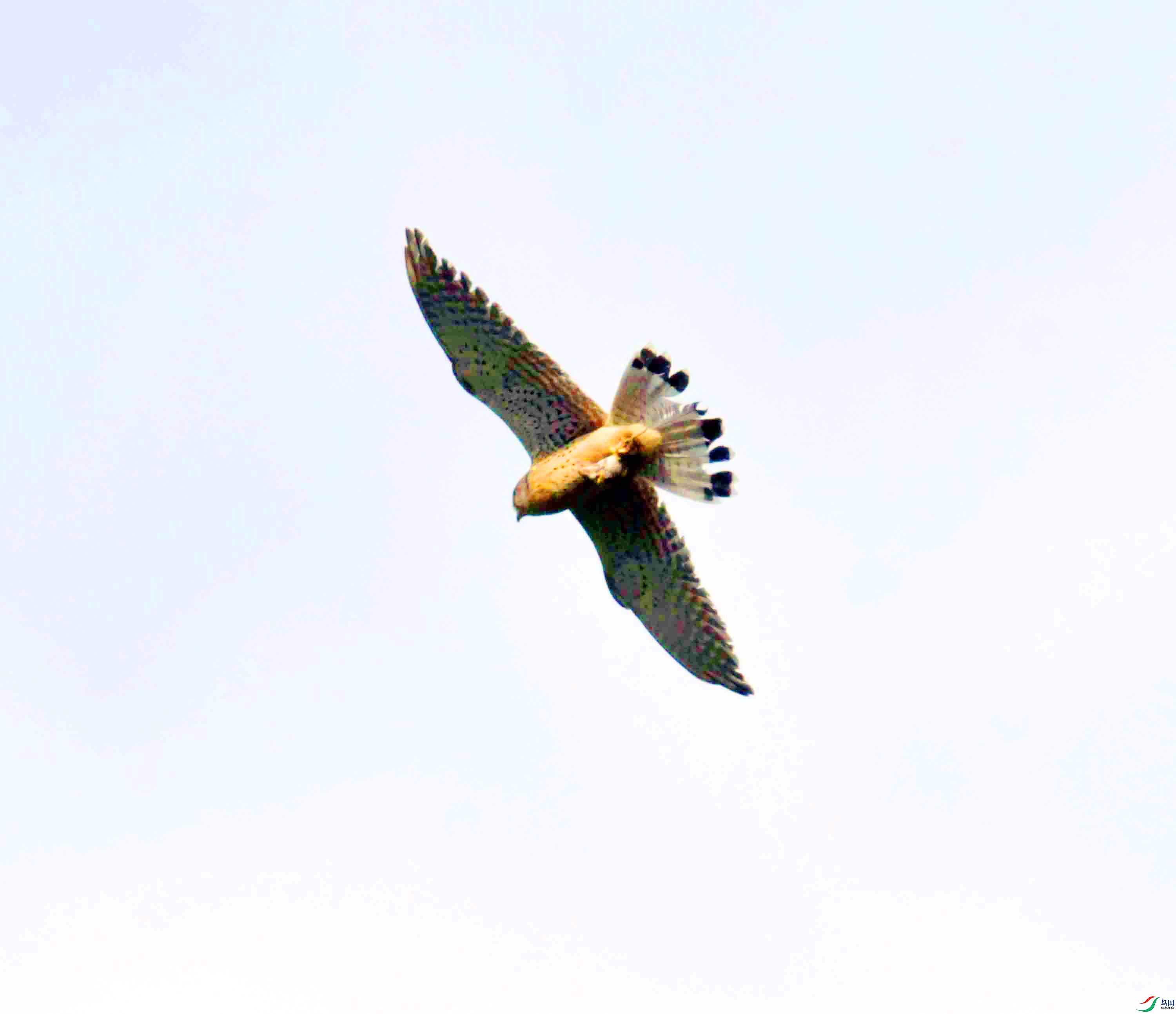 DSC_9085.JPG
