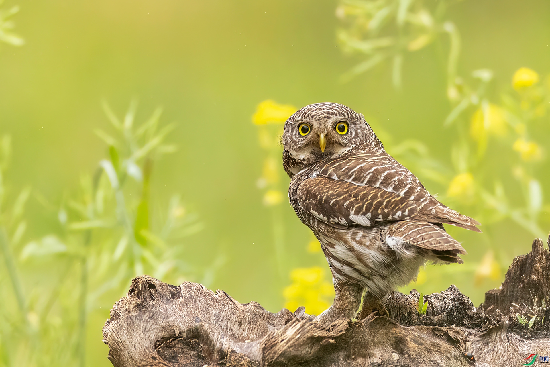 407A2117 ����-Sh----1 .jpg