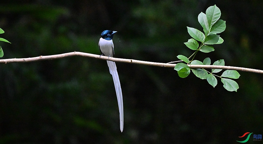 DSC_1100 - ����.JPG