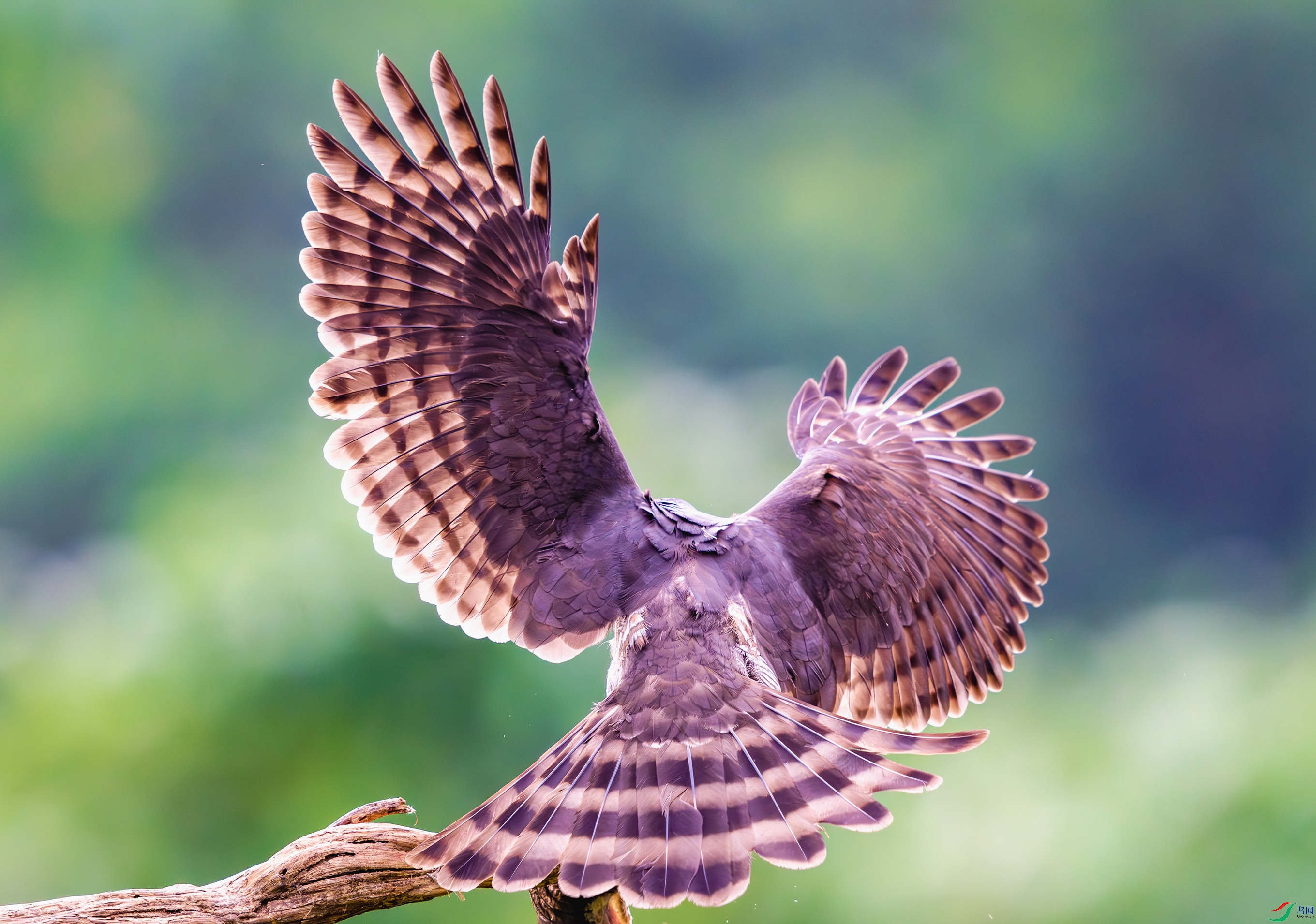 _DSC9899-����ǿ-NR_1 - ����.JPG