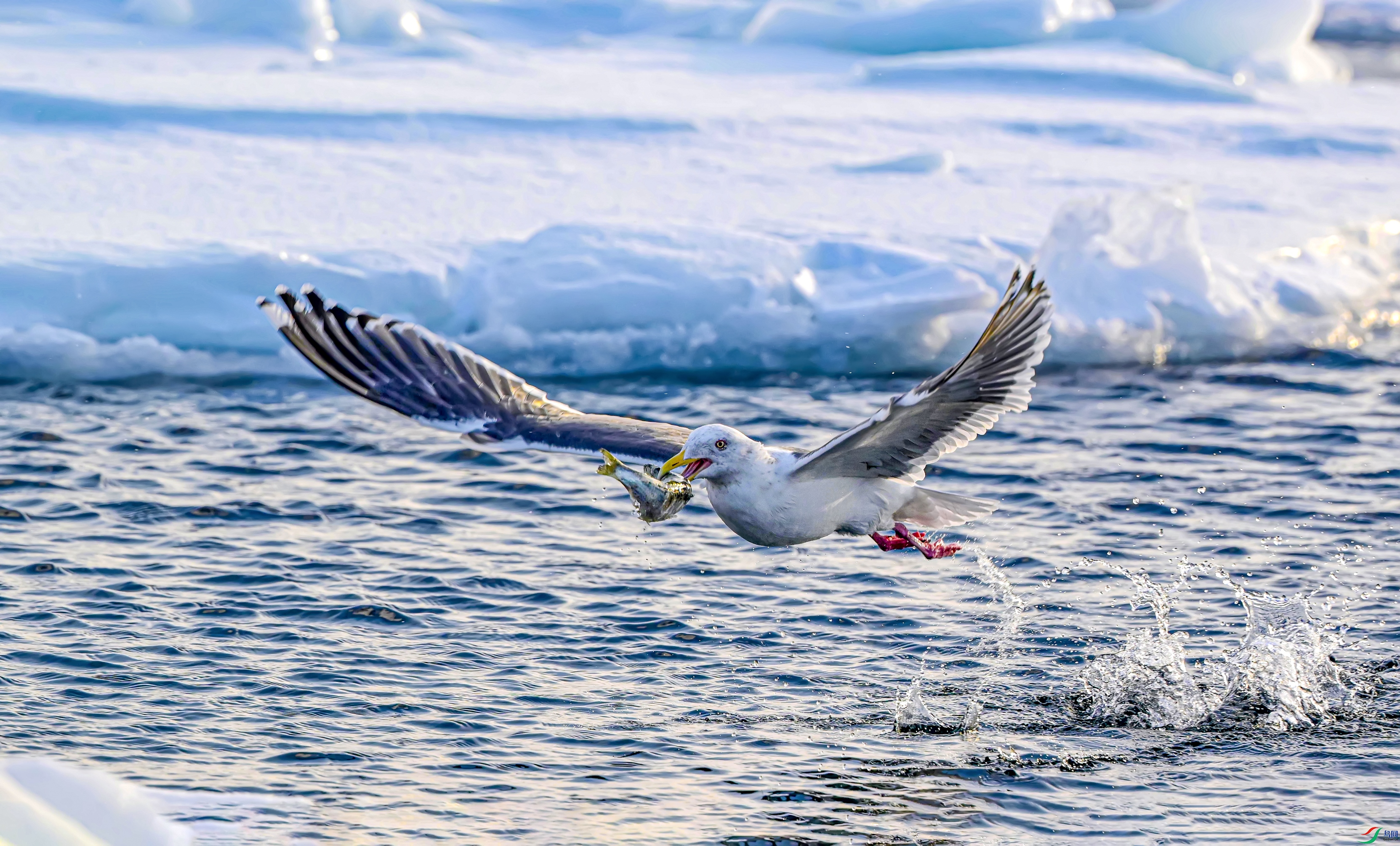 DSC_3864---.jpg