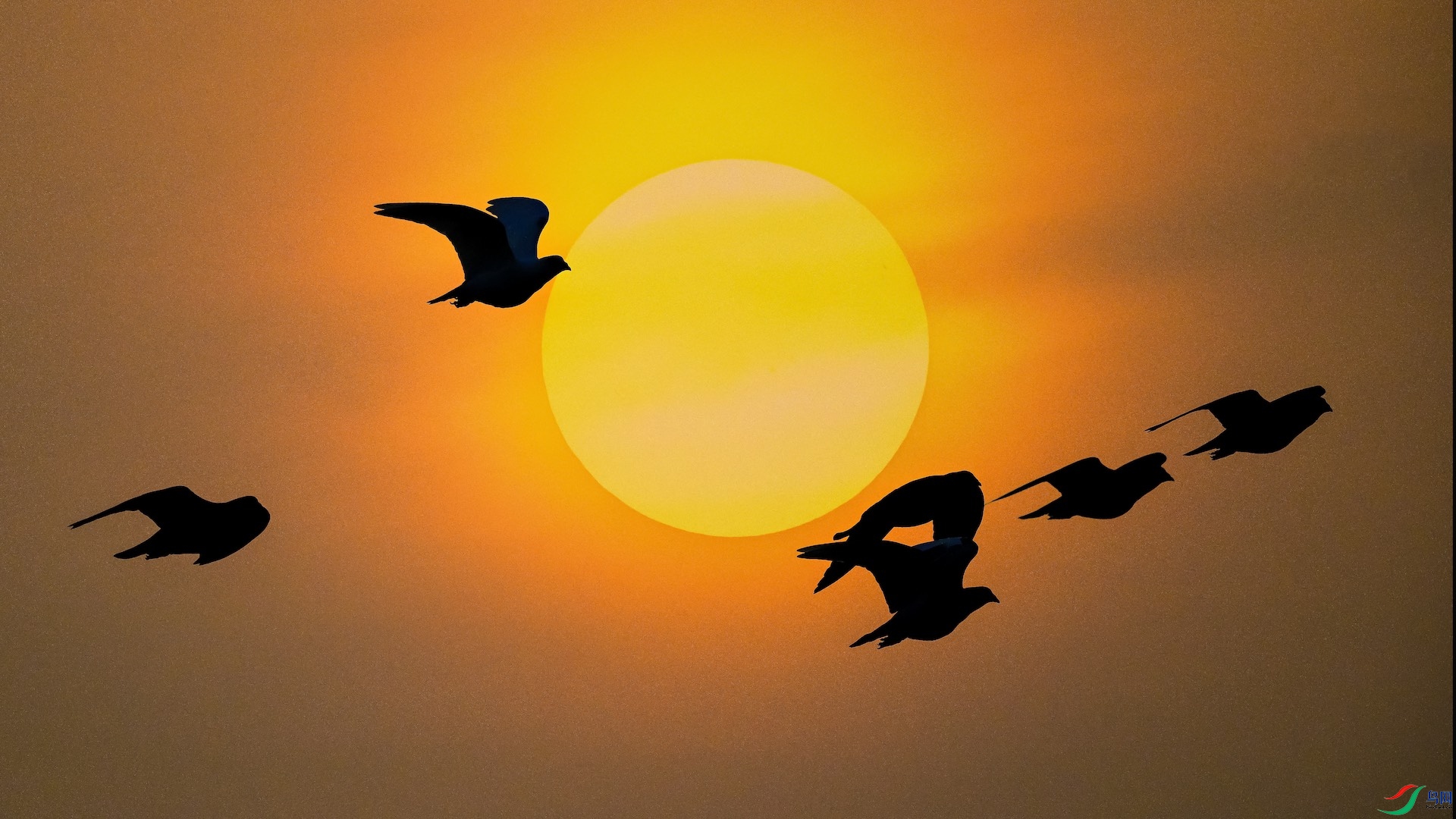 1_XXL5501 ���� 3.jpg321.jpeg