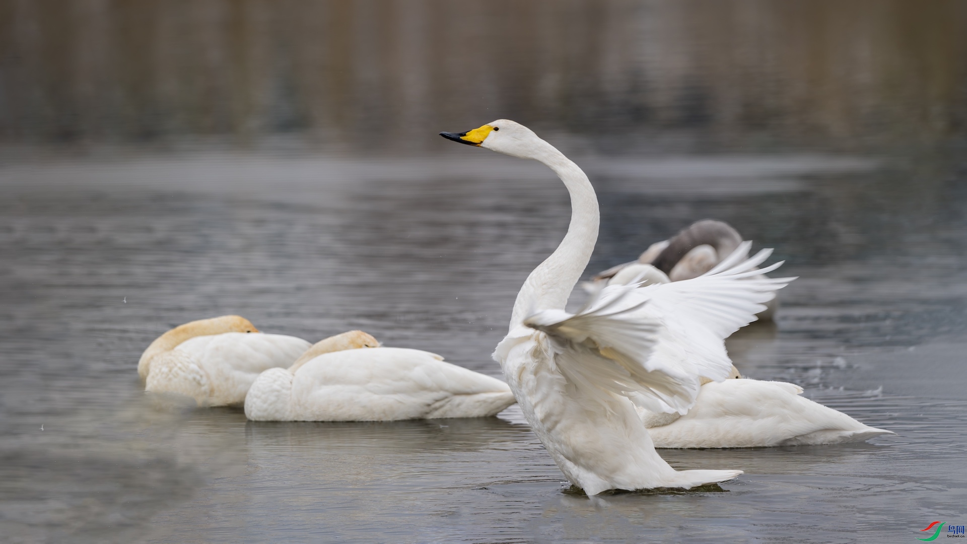 1_DSC4273-����ǿ-NR ����.jpeg