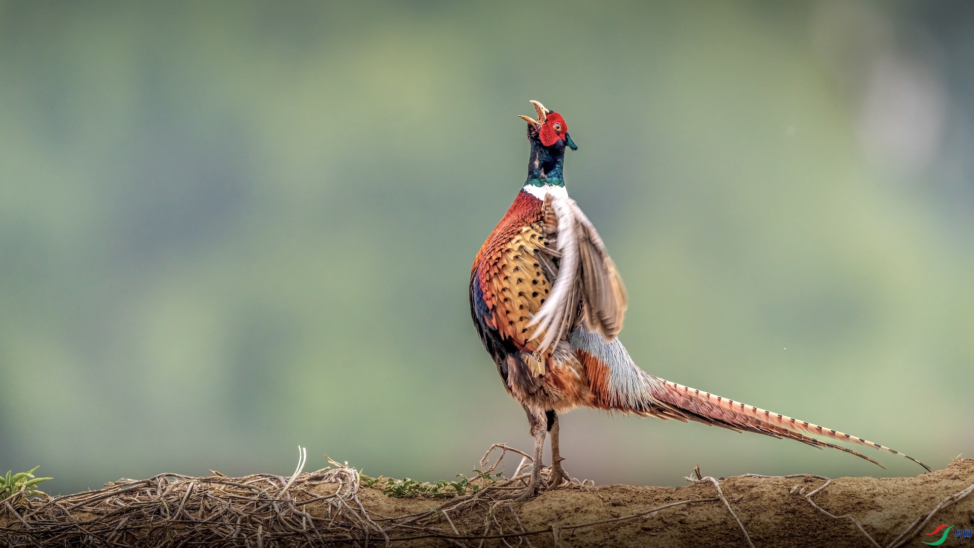 1XXI_2693 ����.jpeg