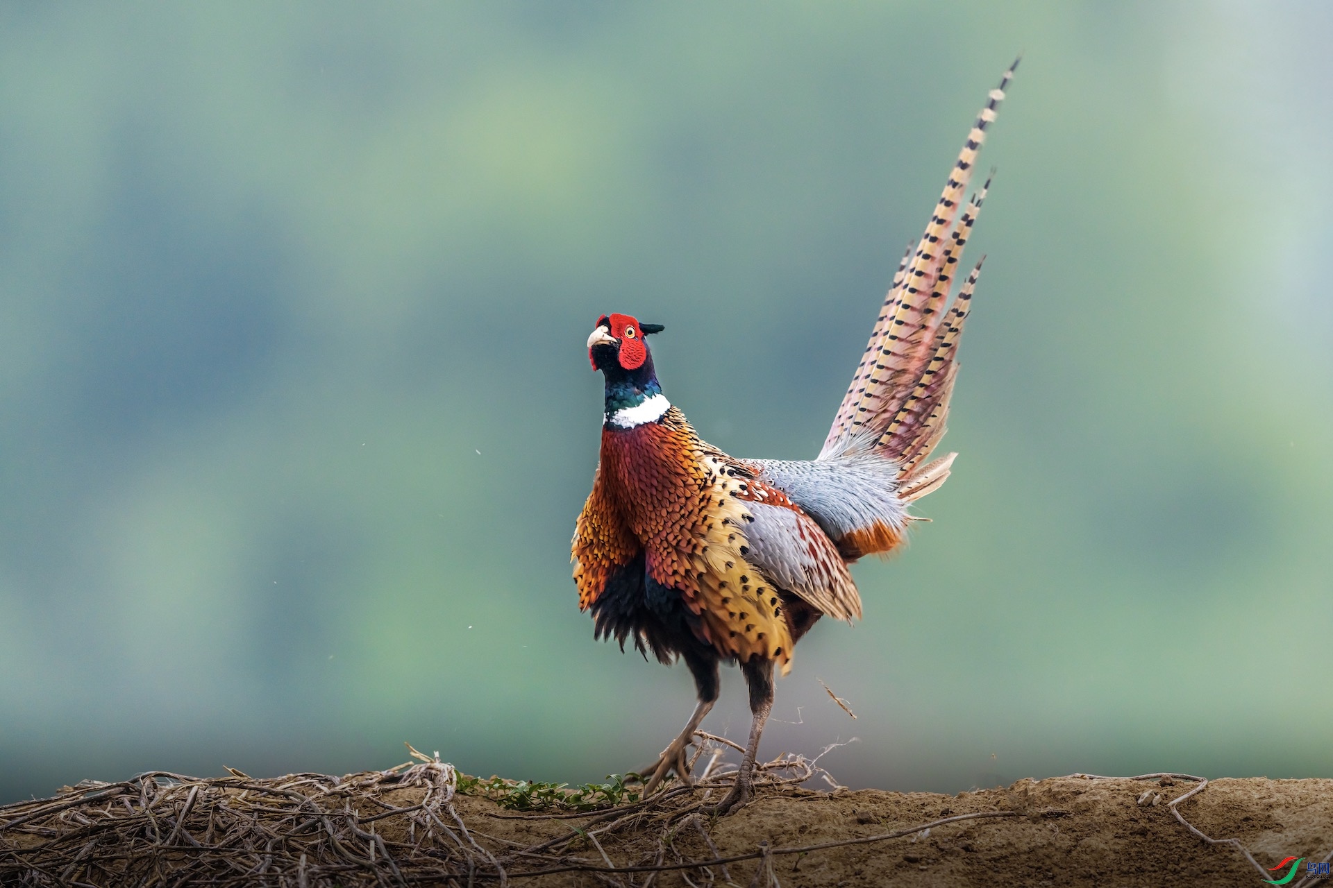 1XXI_2699 ����.jpeg