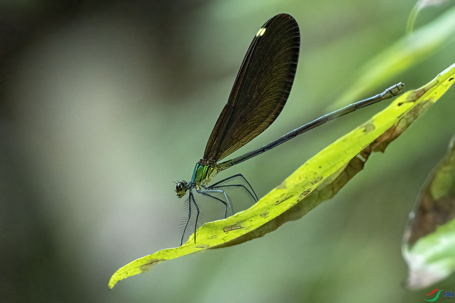 P7310806-͸������ɫhu.jpg