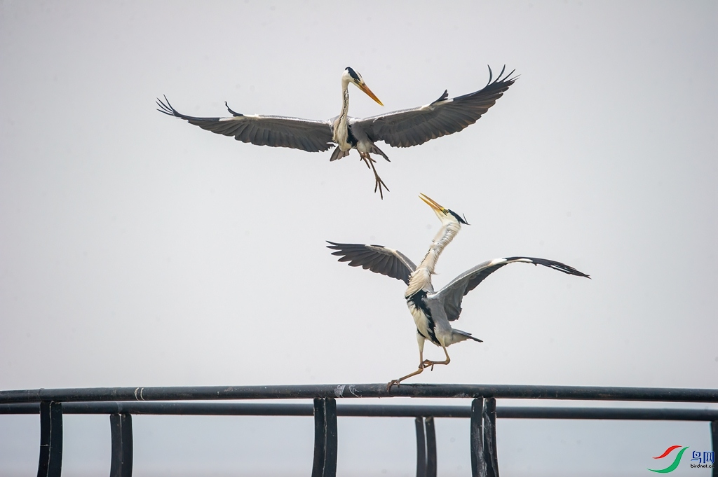 DSC_9376 ����_����0.jpg