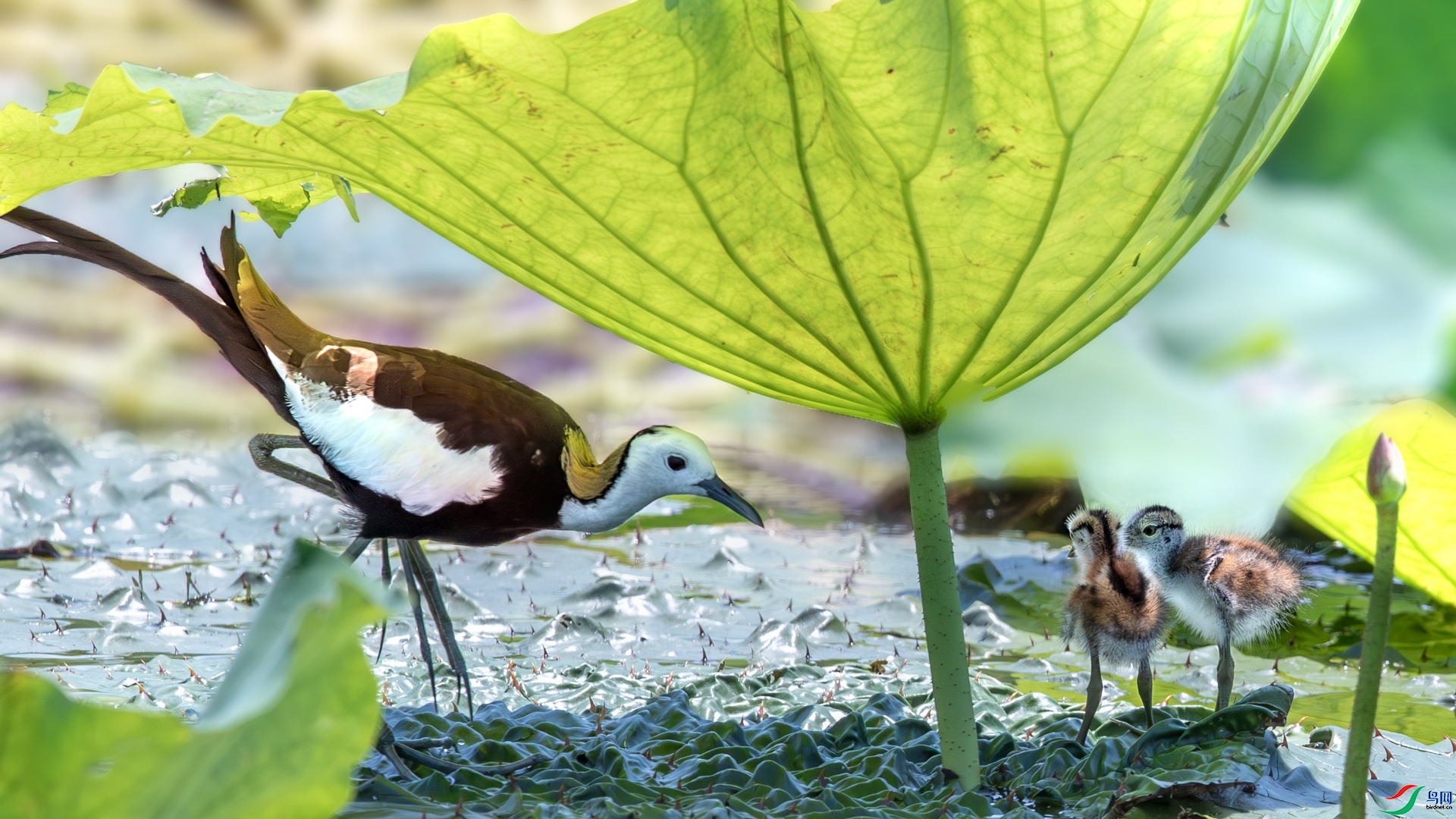 5.20 ����ī��ʦ��Ʒ  ʢ�ı���  �ٻ�2024��5��20��������ҳ����.jpg