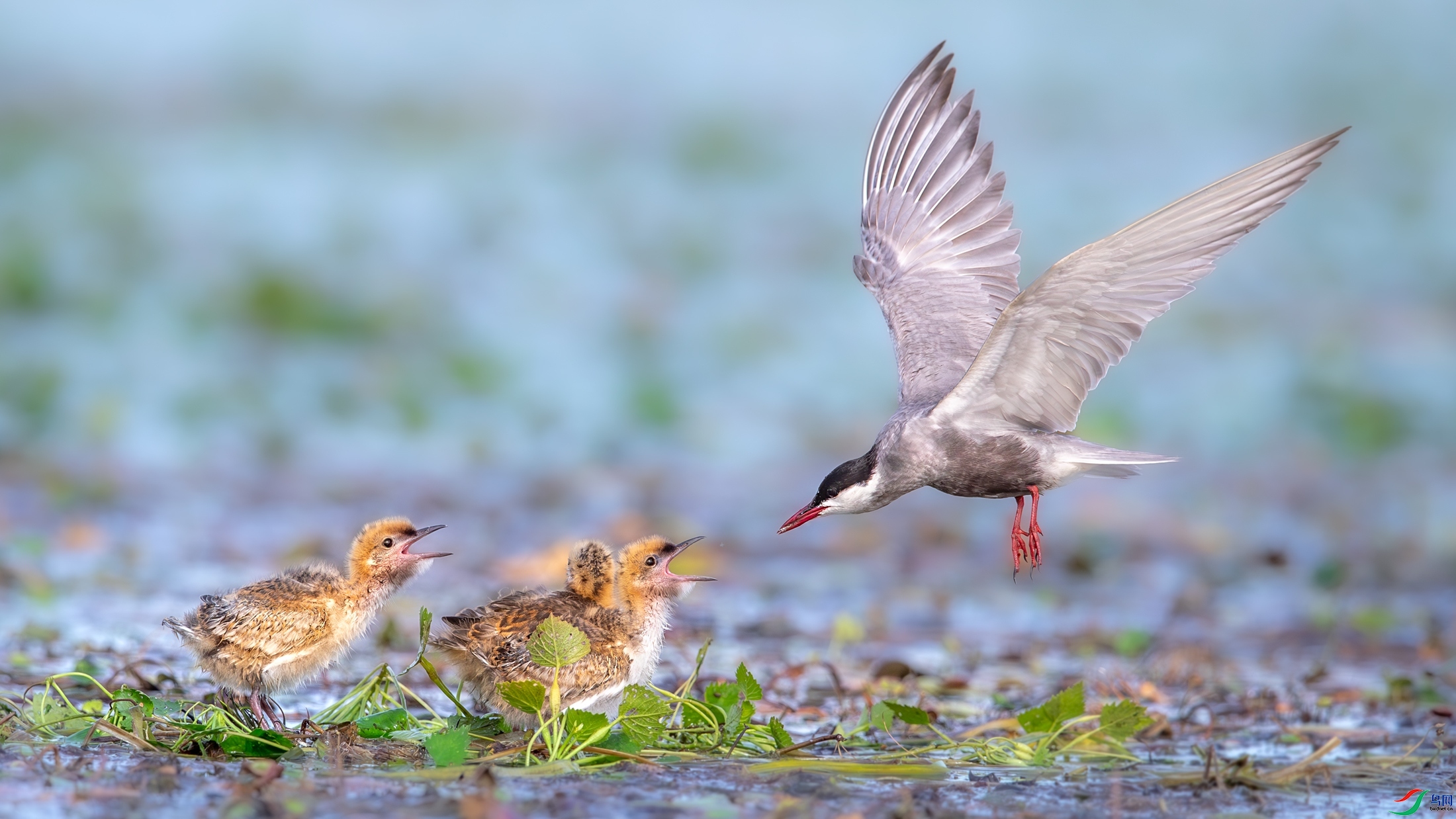 5.21 ��Ů��·����ʦ��Ʒ  ����  �ٻ�2024��5��21�հ�����ҳ����.jpg