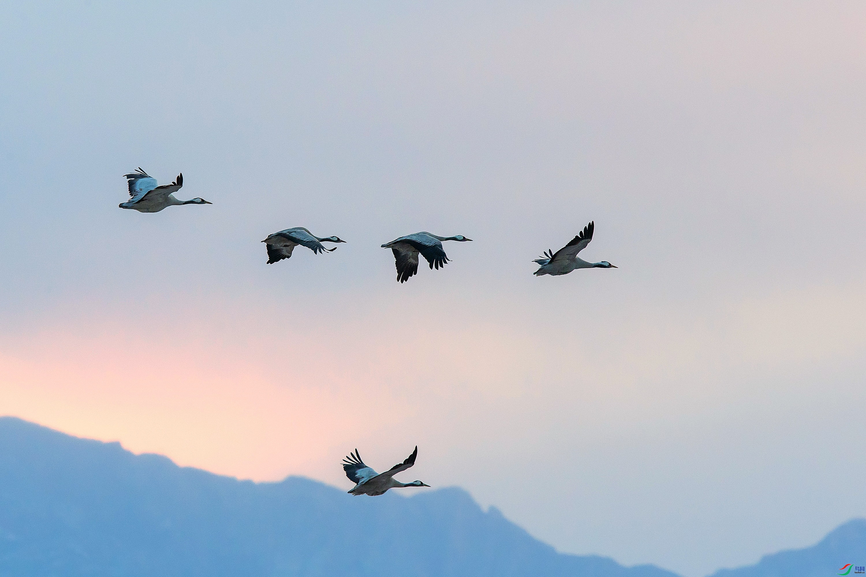 5.21 ����1183��ʦ��Ʒ  ĺ��  �ٻ�2024��5��21�ջ�Ա��ҳ����.jpg