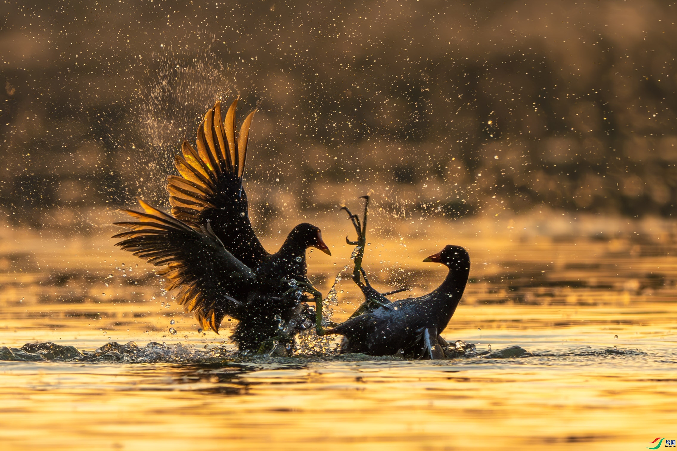 5.21 �^����ʦ��Ʒ  ����  �ٻ�2024��5��21�ջ�Ա��ҳ����.jpg