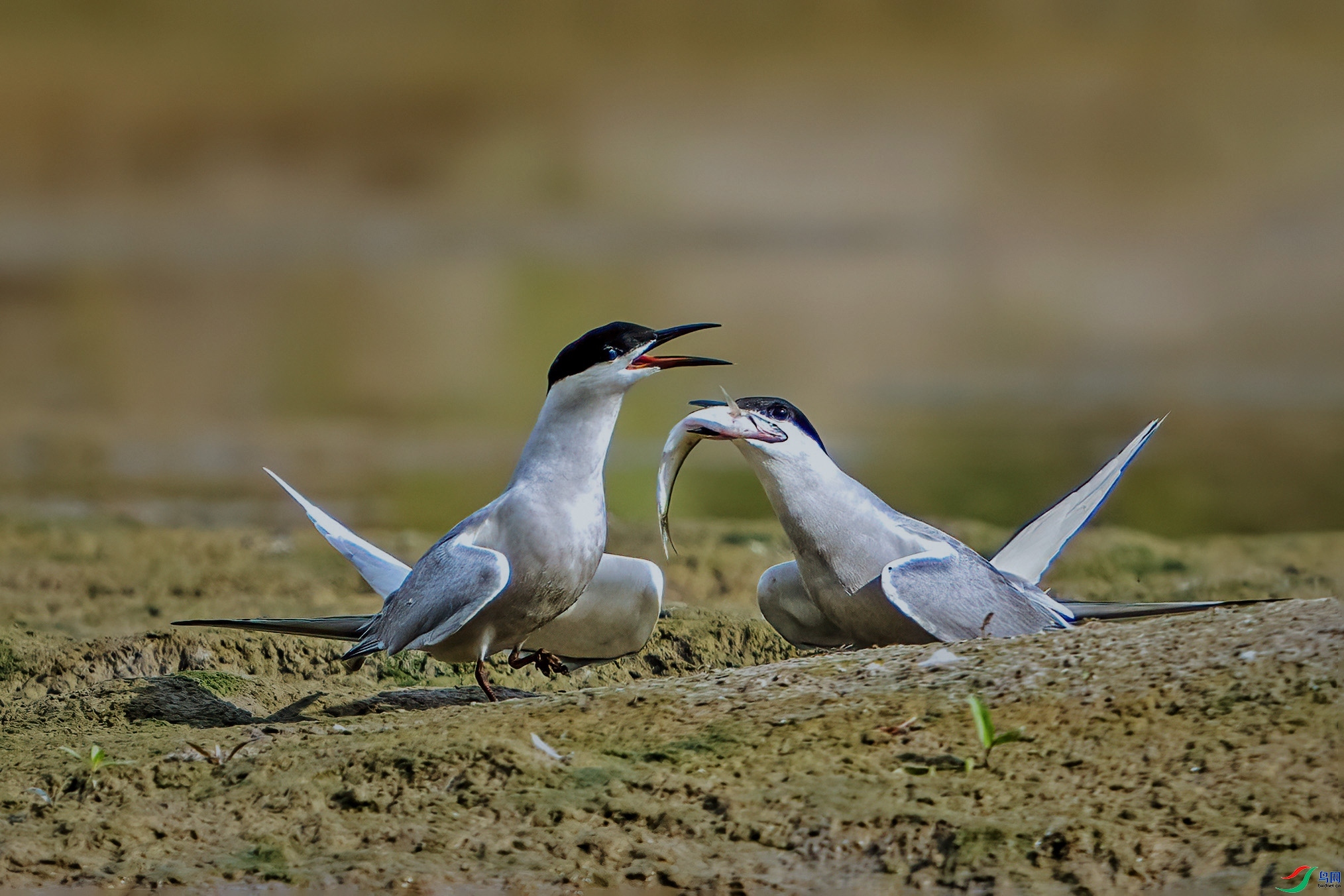 5.21 ������ʦ��Ʒ  ����е��  �ٻ�2024��5��21��������ҳ����.jpg