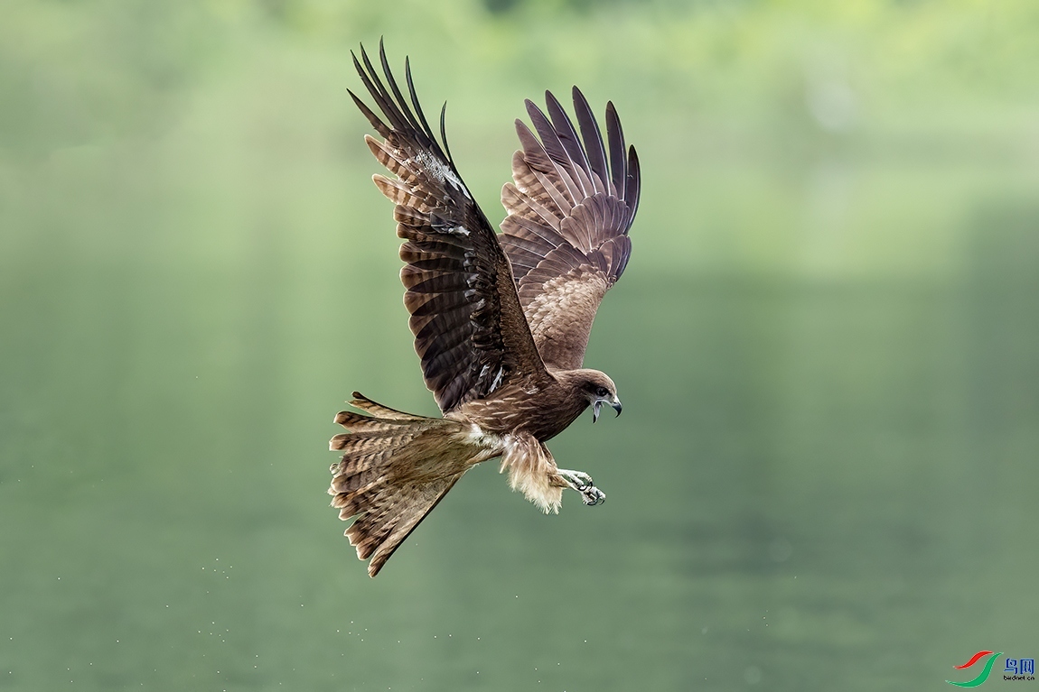 5.22 robinson��ʦ��Ʒ  ��һֻӥ  �ٻ�2024��5��22��������ҳ����.jpg