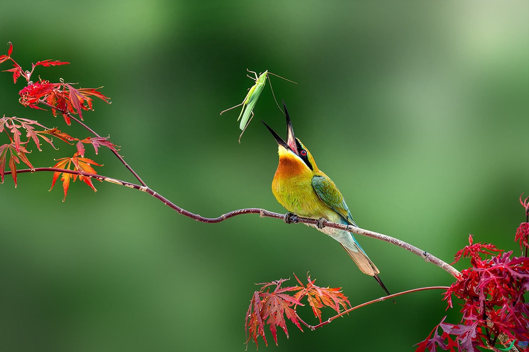 5.22 ���һ��(ΰ)��ʦ��Ʒ  �ٻ�2024��5��22�ջ�Ա��ҳ����.jpg