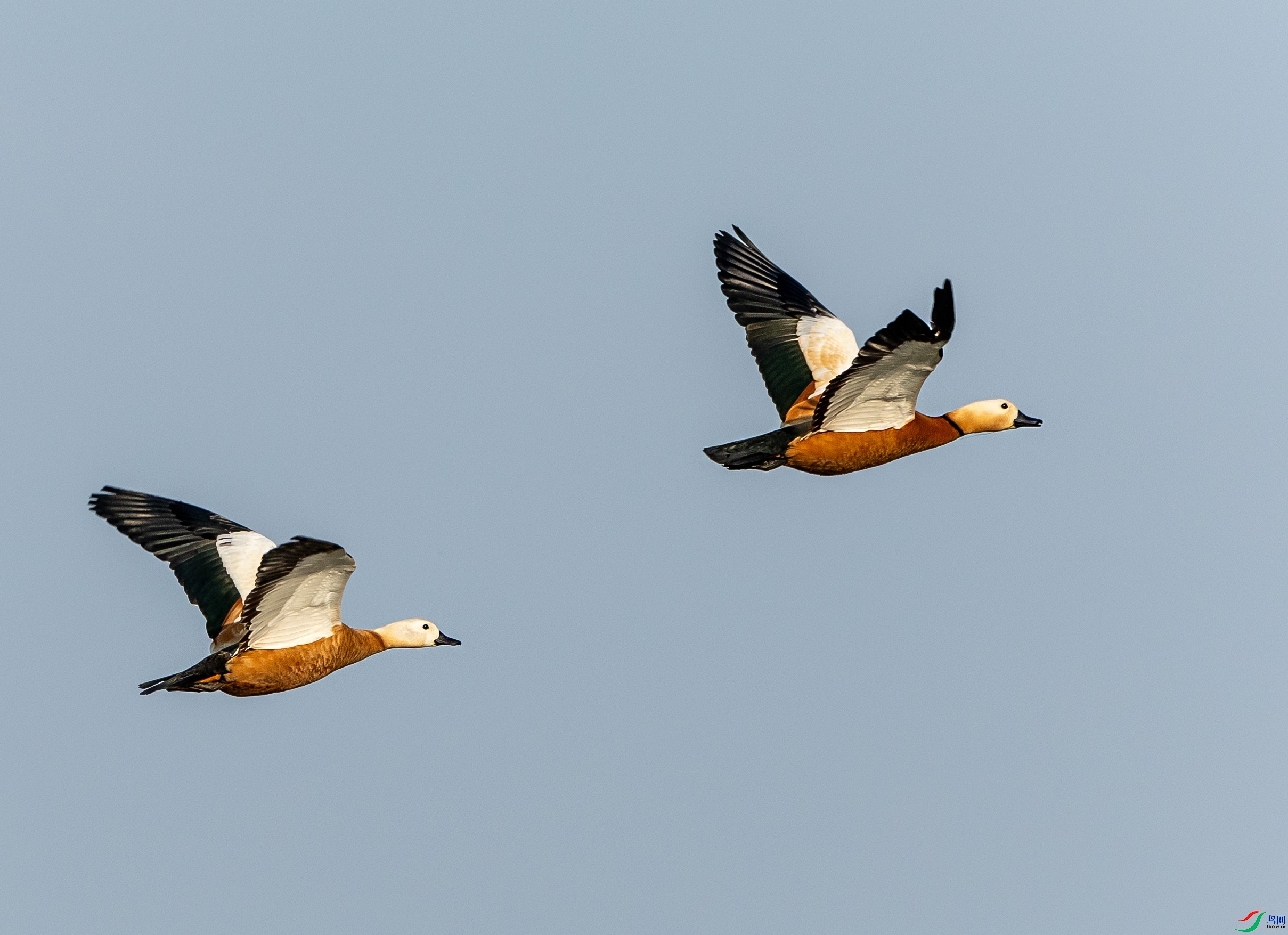 5.22 ��Ӱ������ʦ��Ʒ  ˫��(3)  �ٻ�2024��5��22��������ҳ����.jpg