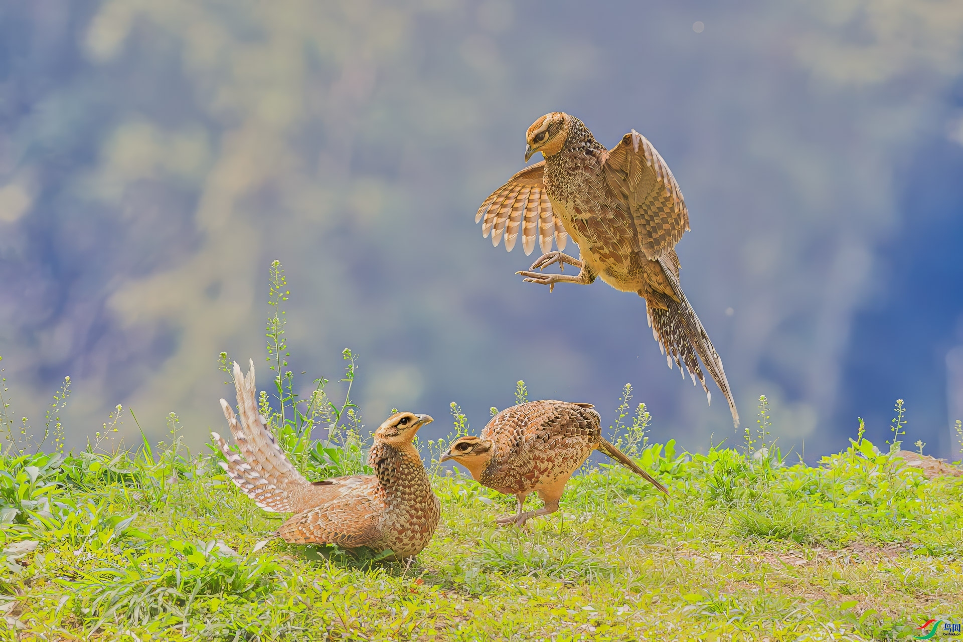 5.22 ����361��ʦ��Ʒ  ����  �ٻ�2024��5��22����Ӱʦ��ҳ����.jpg