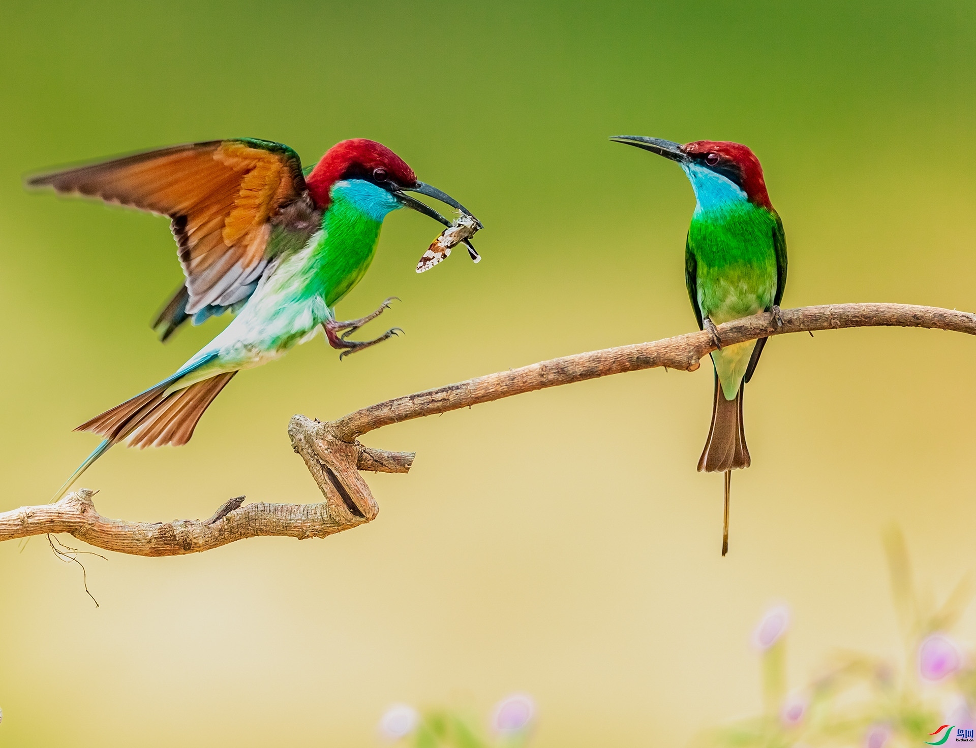 5.22 ����a��ʦ��Ʒ  ������  �ٻ�2024��5��22�ջ�Ա��ҳ����.jpg