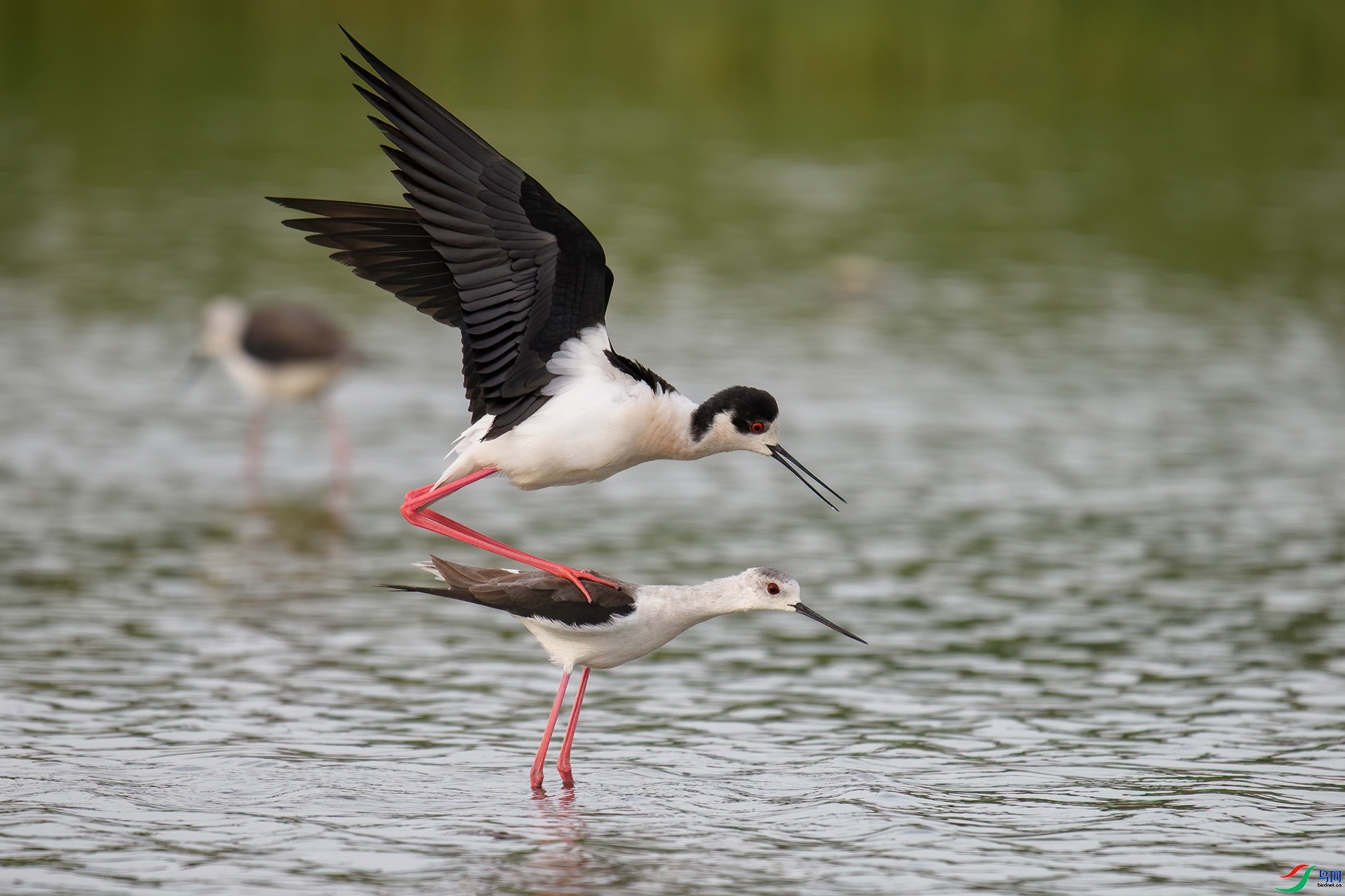 5.22 ����¥̨��ʦ��Ʒ  �����ֵ�����  �ٻ�2024��5��22��������ҳ����.jpg