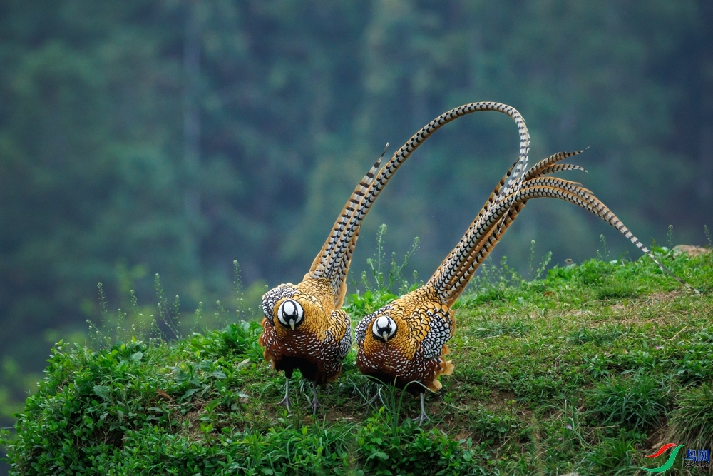 5.22 л������ʦ��Ʒ  ˫������(2)  �ٻ�2024��5��22�հ�����ҳ����.jpg