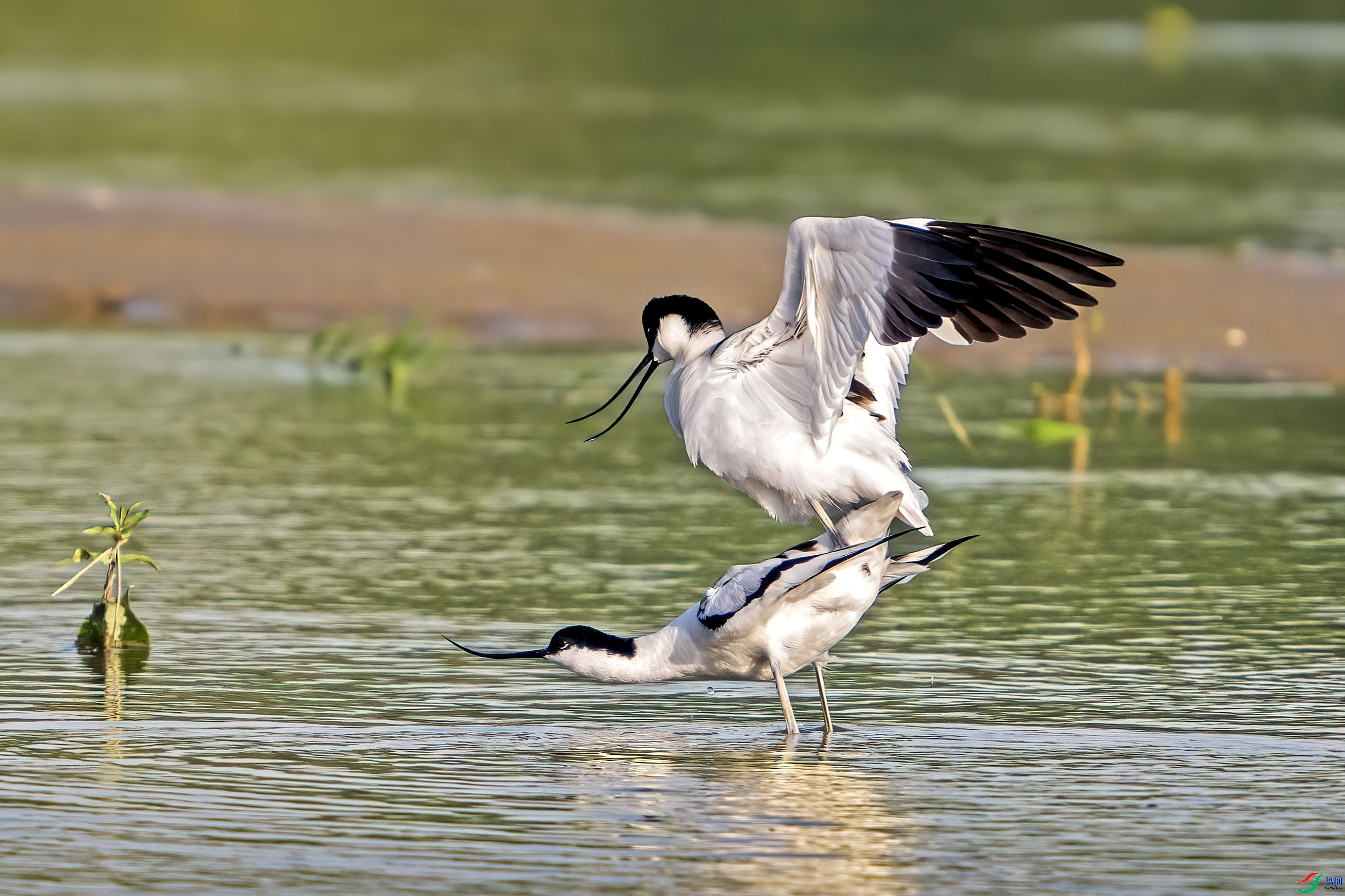 5.22 ������ʦ��Ʒ  ������Ϣ  �ٻ�2024��5��22��������ҳ����.jpg