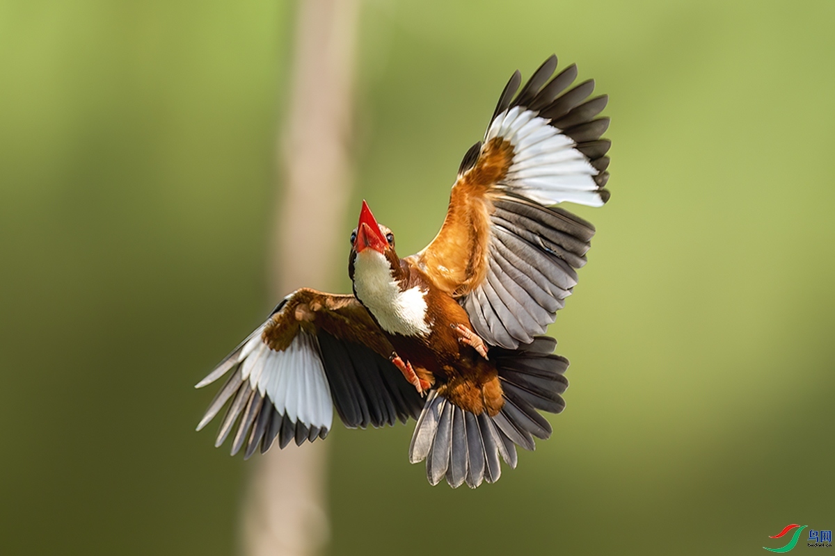 5.23 robinson��ʦ��Ʒ  ��ʳ  �ٻ�2024��5��23��������ҳ����.jpg