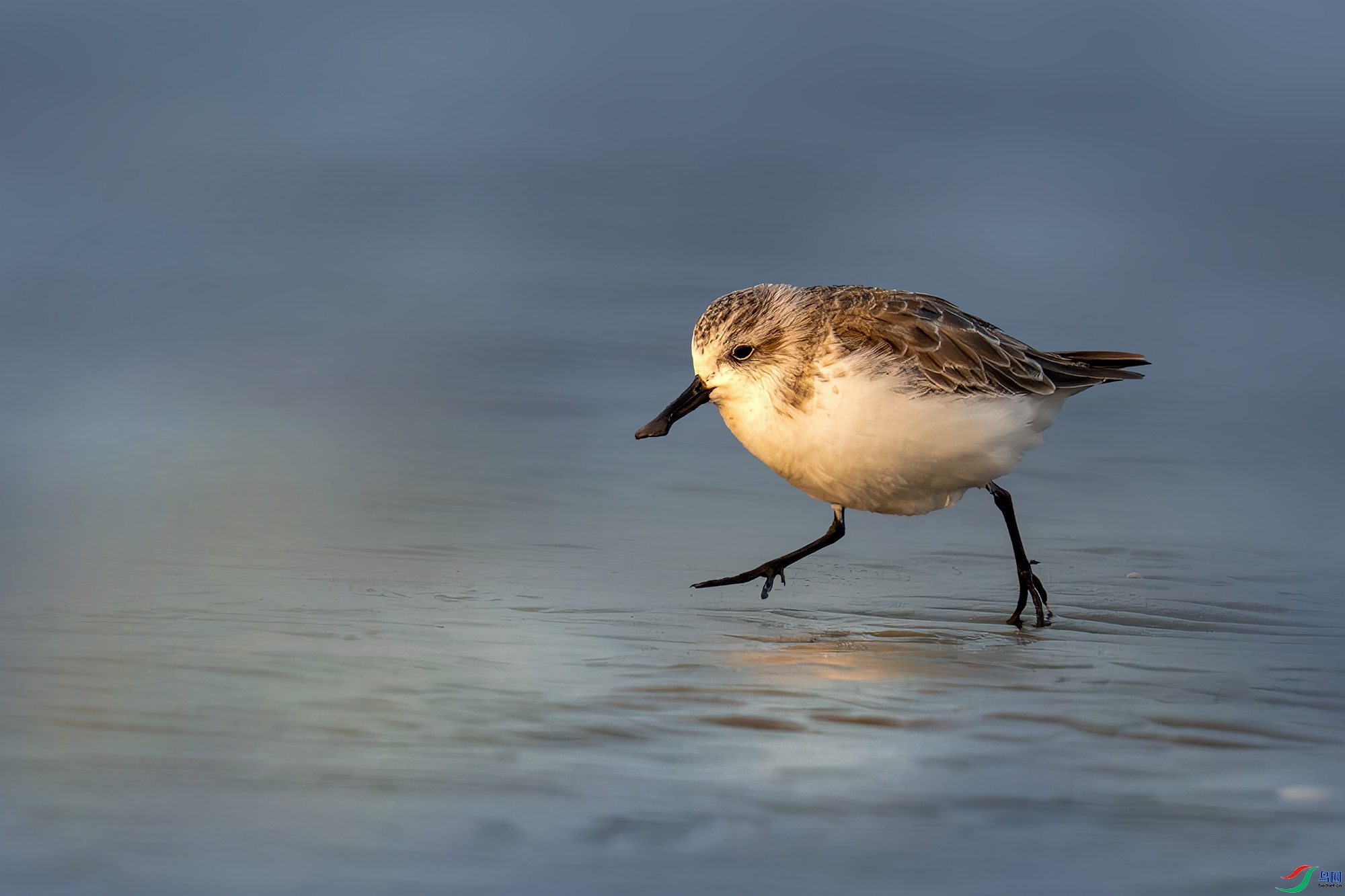 5.23 ���һ��(ΰ)��ʦ��Ʒ  ����Ϧ����  �ٻ�2024��5��23�ջ�Ա��ҳ����.jpg