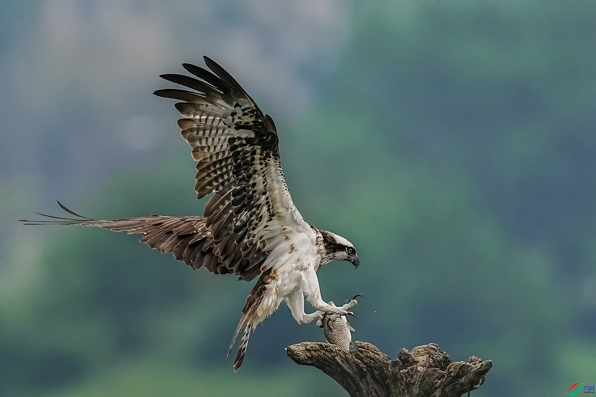 5.23 ��������ʦ��Ʒ  ��-��ӥ  �ٻ�2024��5��23�ջ�Ա��ҳ����.jpg