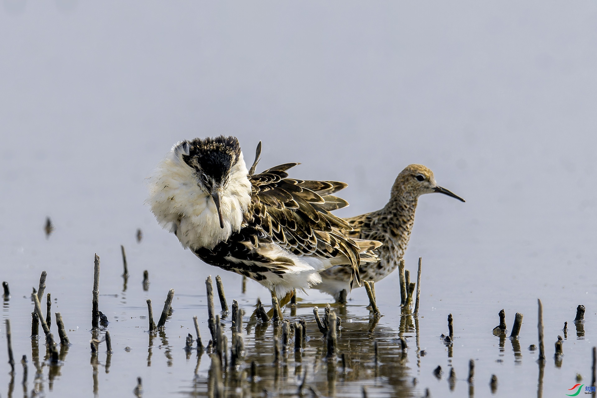 5.23 ���ϴ���ʦ��Ʒ  ������  �ٻ�2024��5��23�հ�����ҳ����.jpg