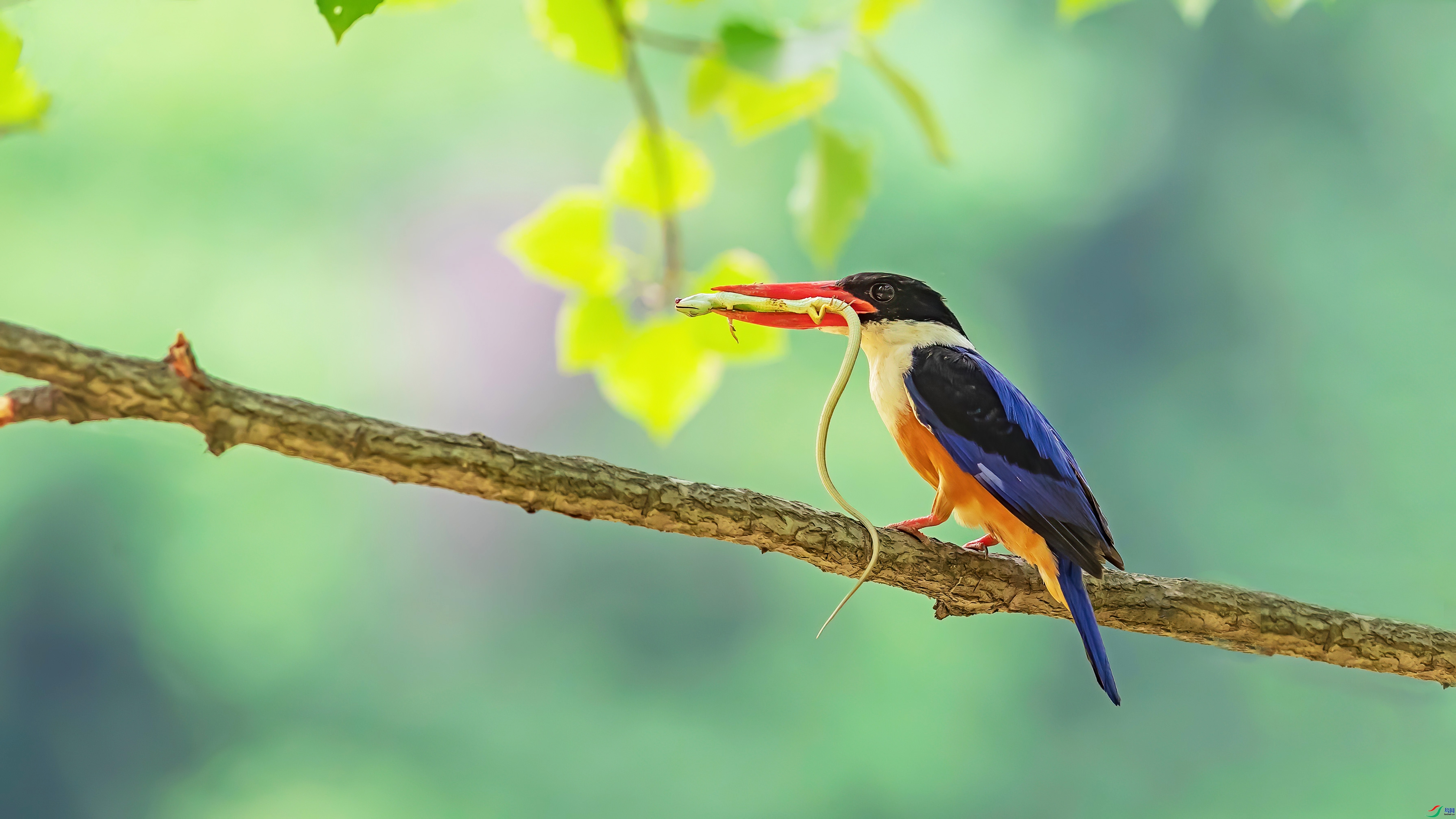 5.23 С������ʦ��Ʒ  ����Ъ��  �ٻ�2024��5��23�հ�����ҳ����.jpg