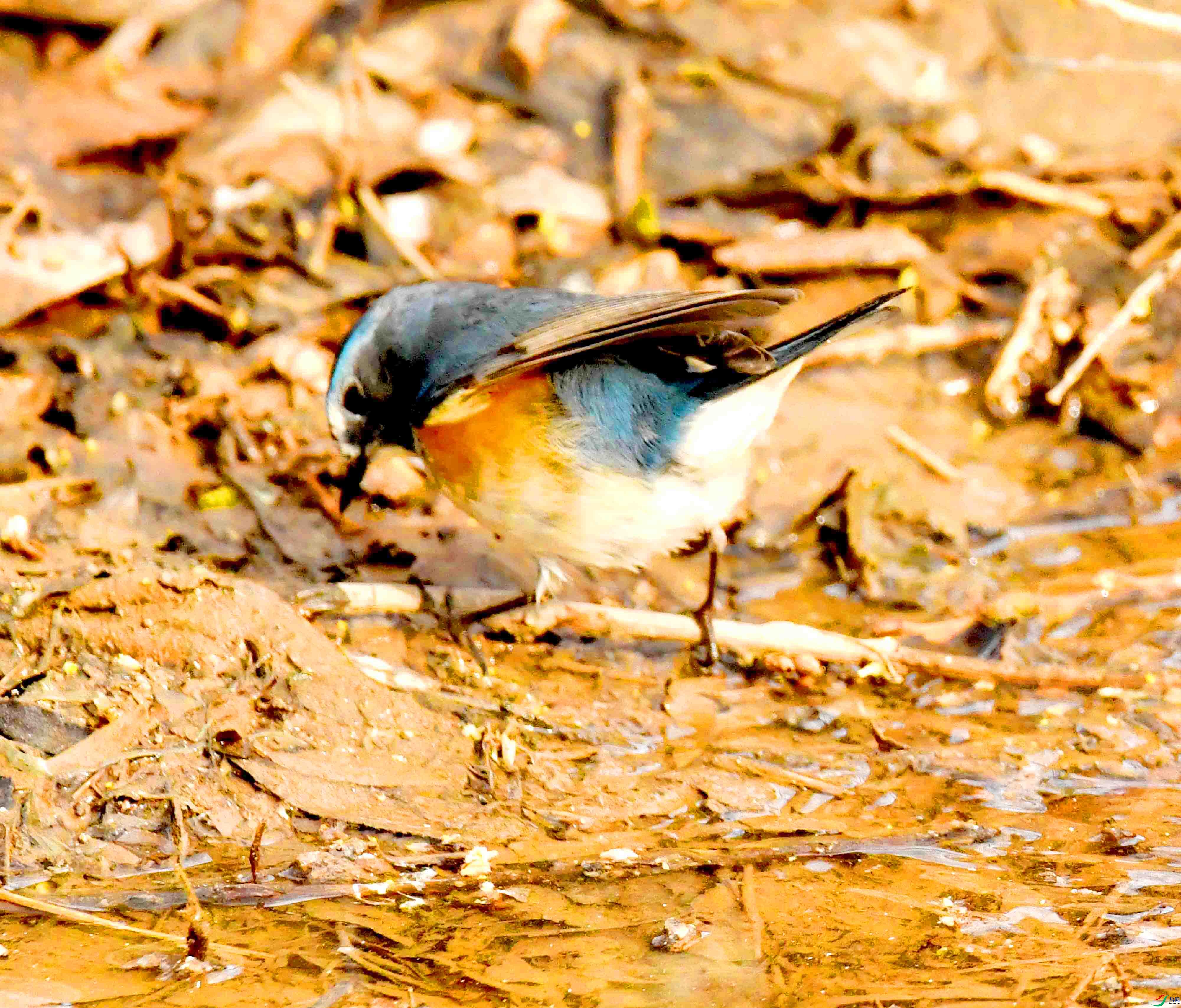 DSC_1701.JPG