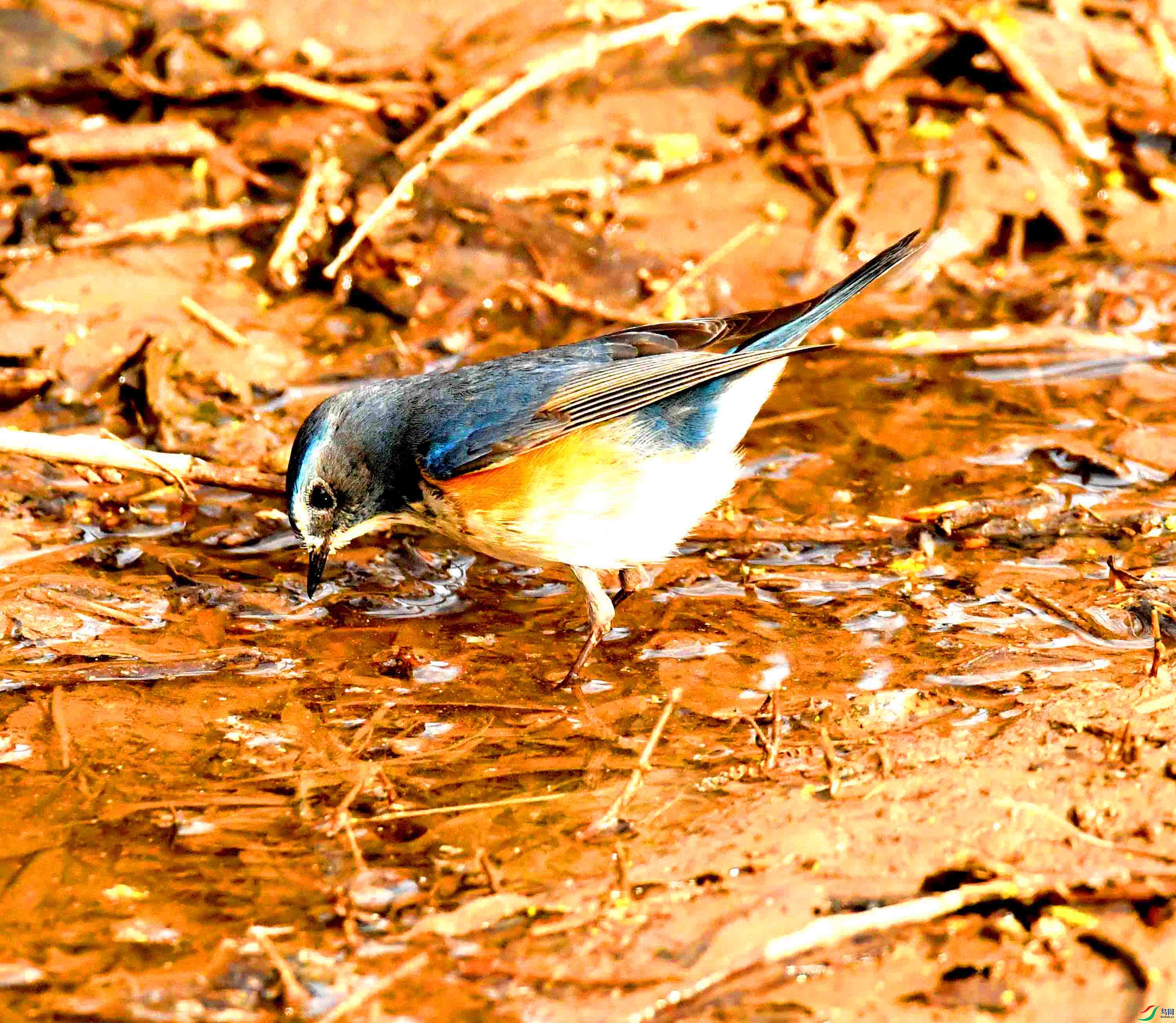 DSC_1698.JPG