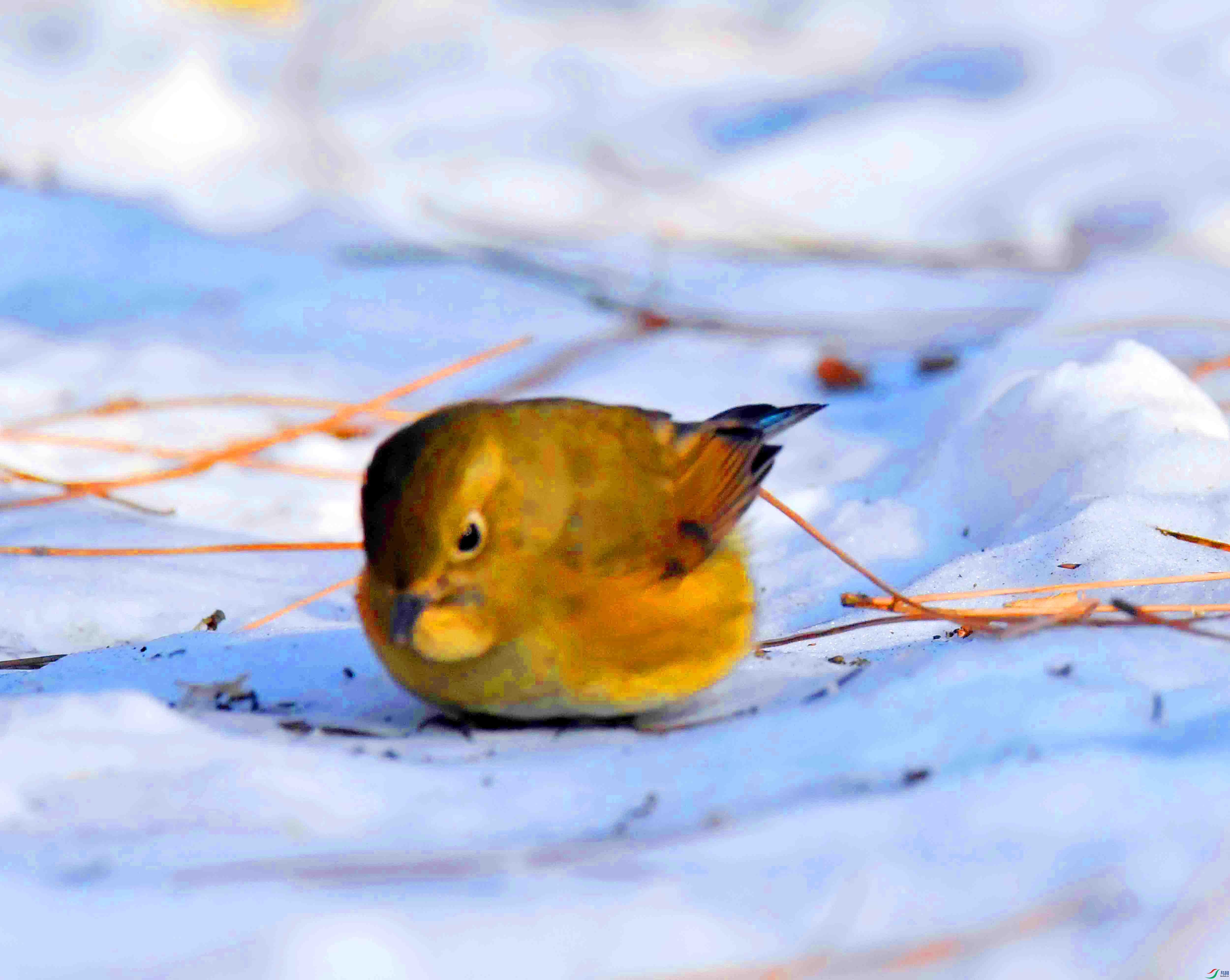 DSC_2439.JPG