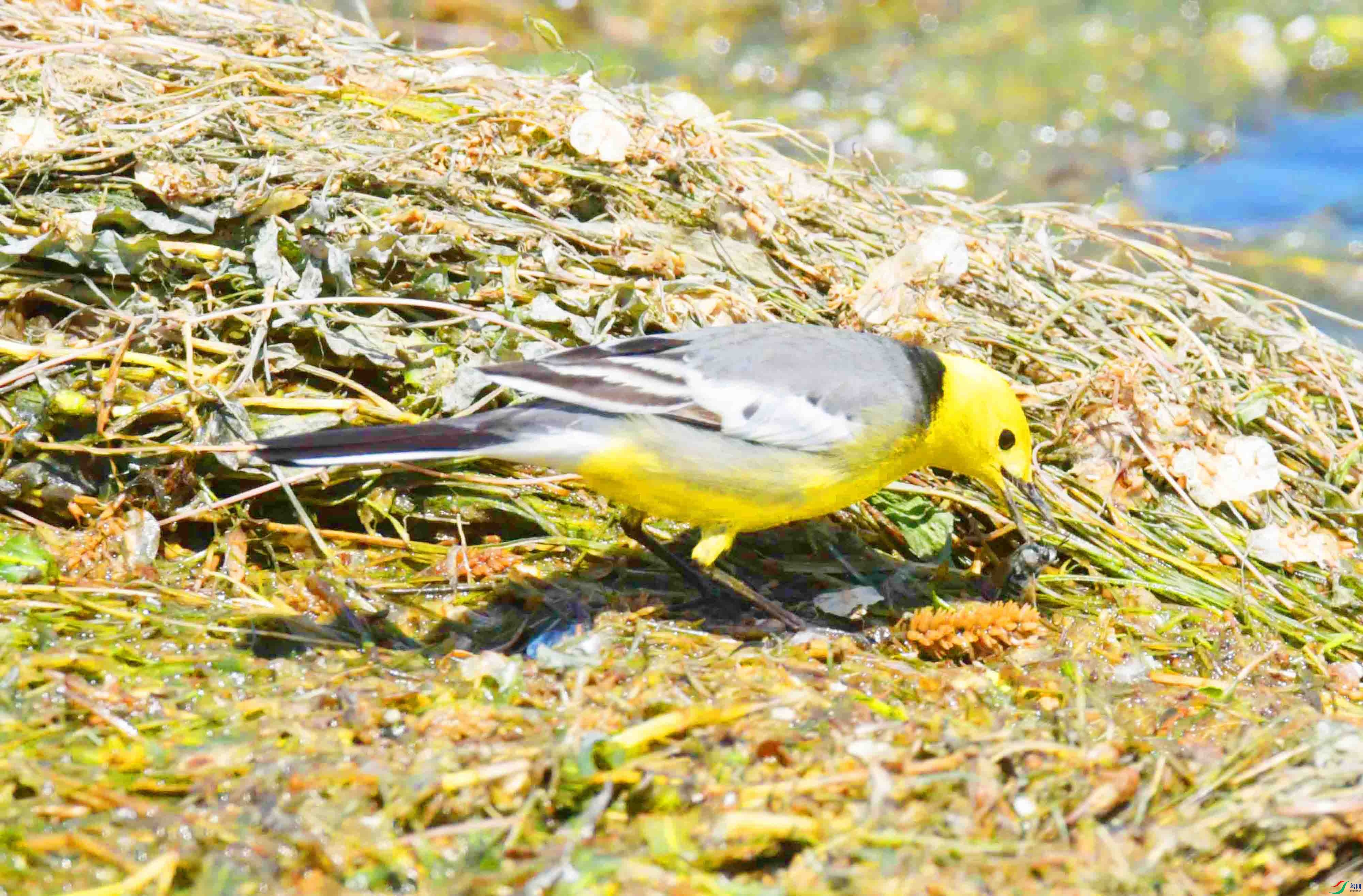 DSC_0349.JPG