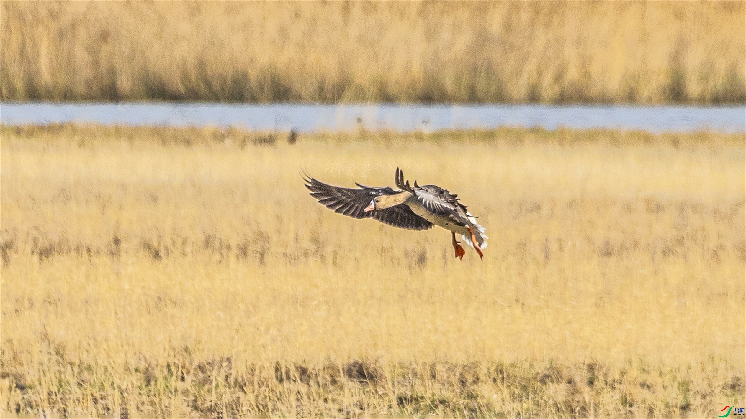 1K3A1605 ����1.jpg