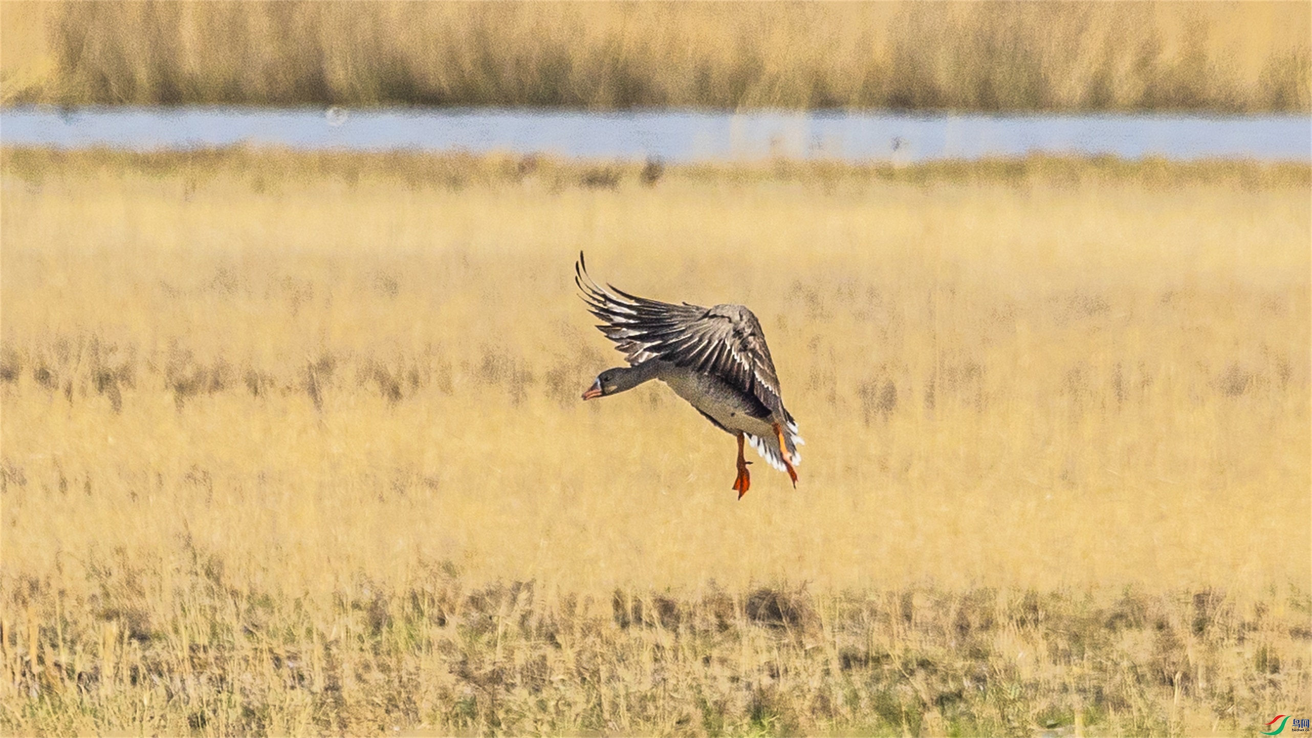 1K3A1609 ����1.jpg