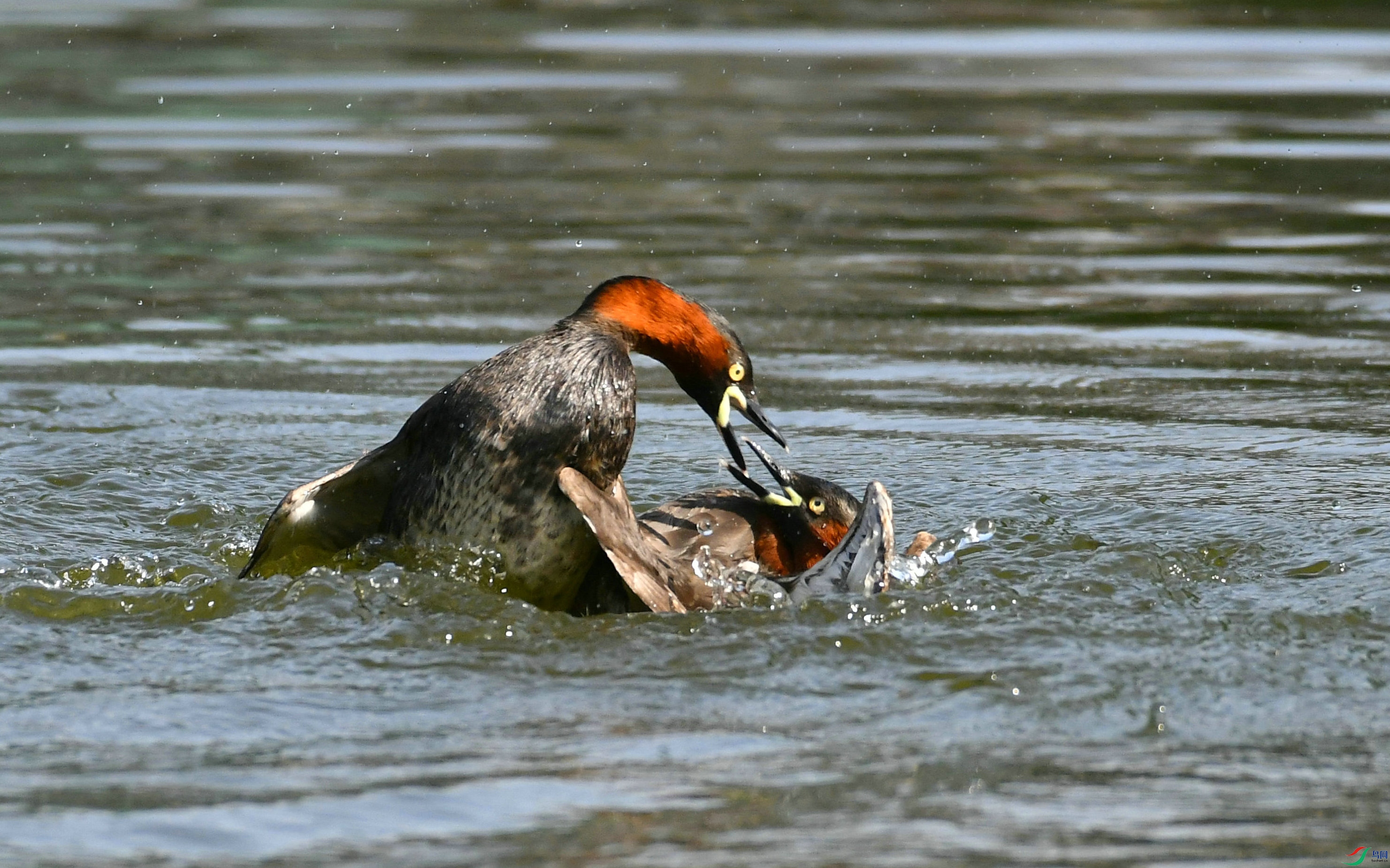 DSC_4179.JPG