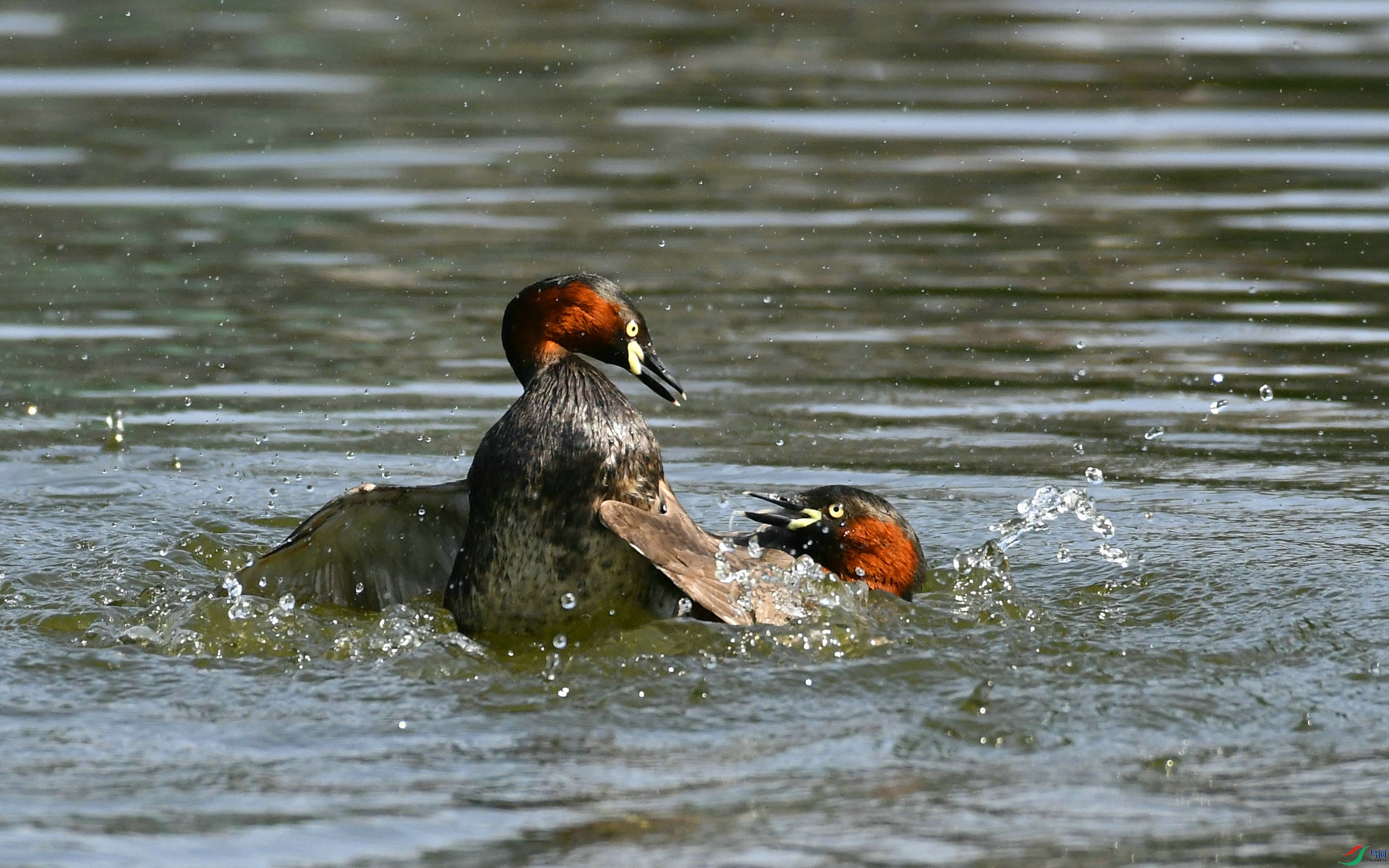 DSC_4178.JPG