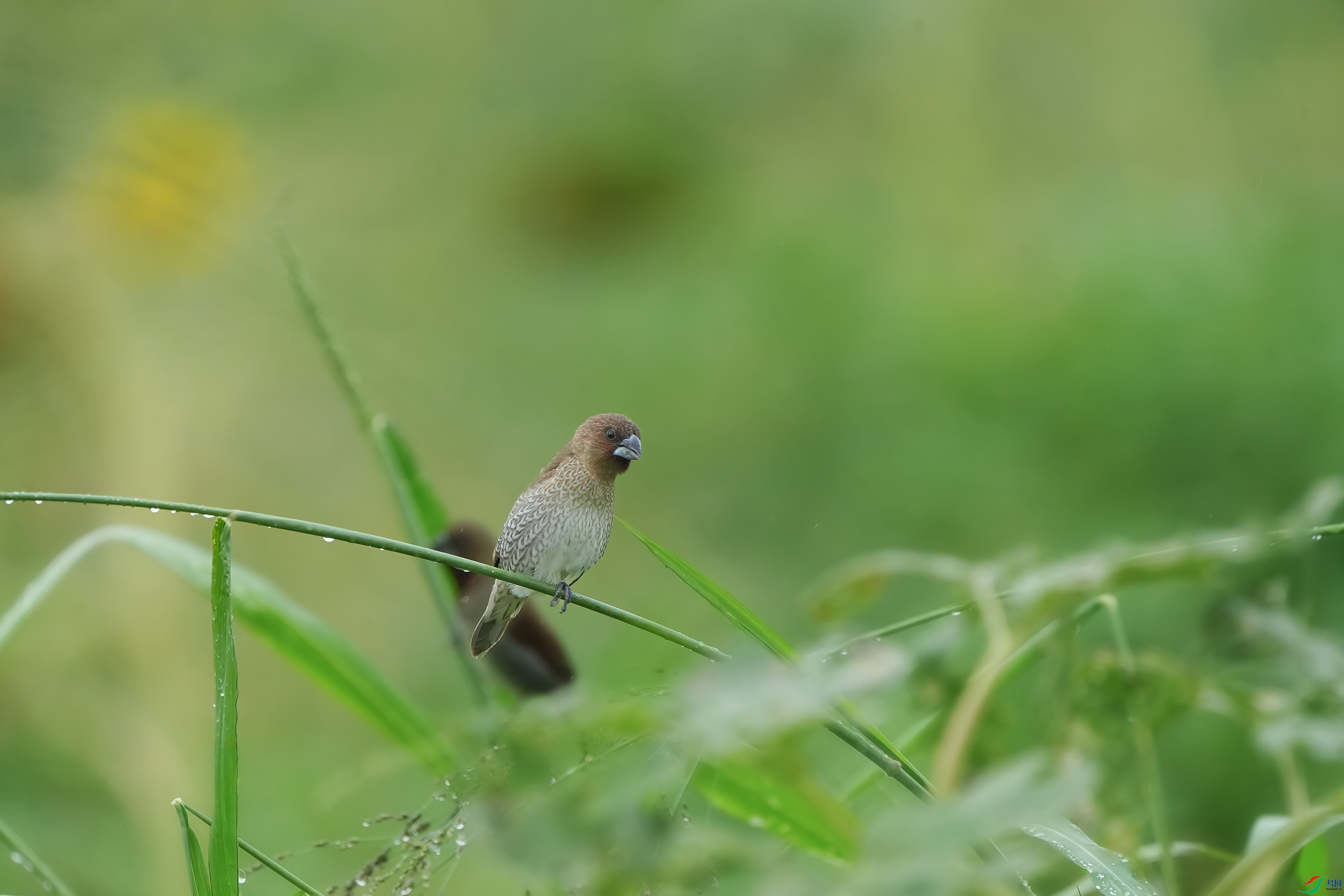 DSC00216 ����.jpg