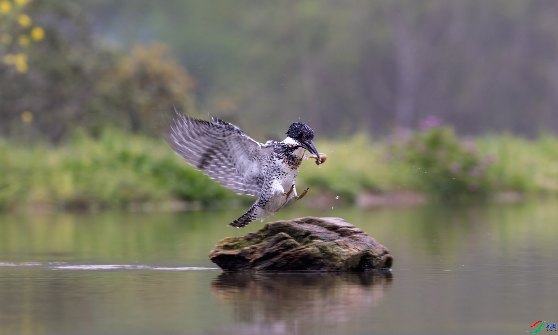 5.15�ƽ�Ҷ��ʦ��Ʒ  ���㹷���������ƶ� ��ף���ٻ����Ѿ�����.jpg