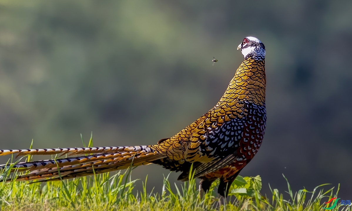 5.16�ƽ�Ҷ��ʦ��Ʒ   �׹ڳ�β���������� ��ף���ٻ����Ѿ�����.jpg