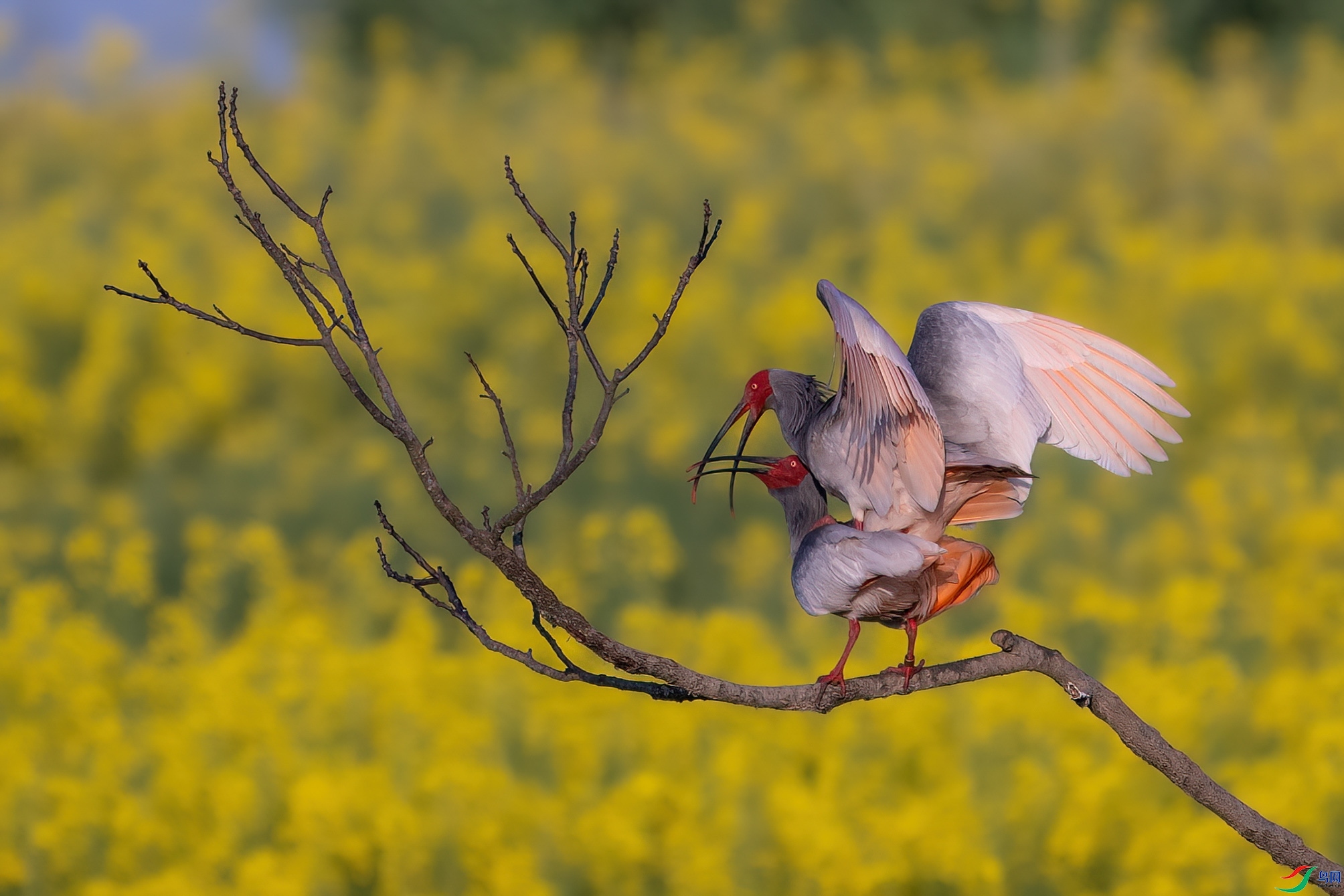 5.16����������ʦ��Ʒ   �Ͳ˻�ʢ���ĵط� ��ף���ٻ���Ӱʦ������.jpg