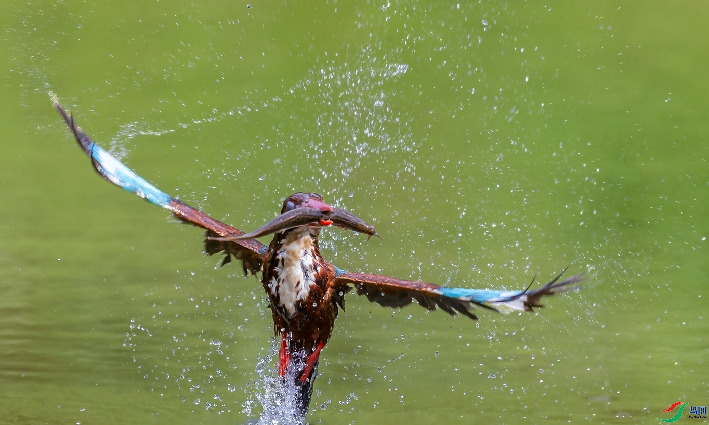 5.17�ƽ�Ҷ��ʦ��Ʒ   ˮ���Ľ� ��ף���ٻ����Ѿ�����.jpg