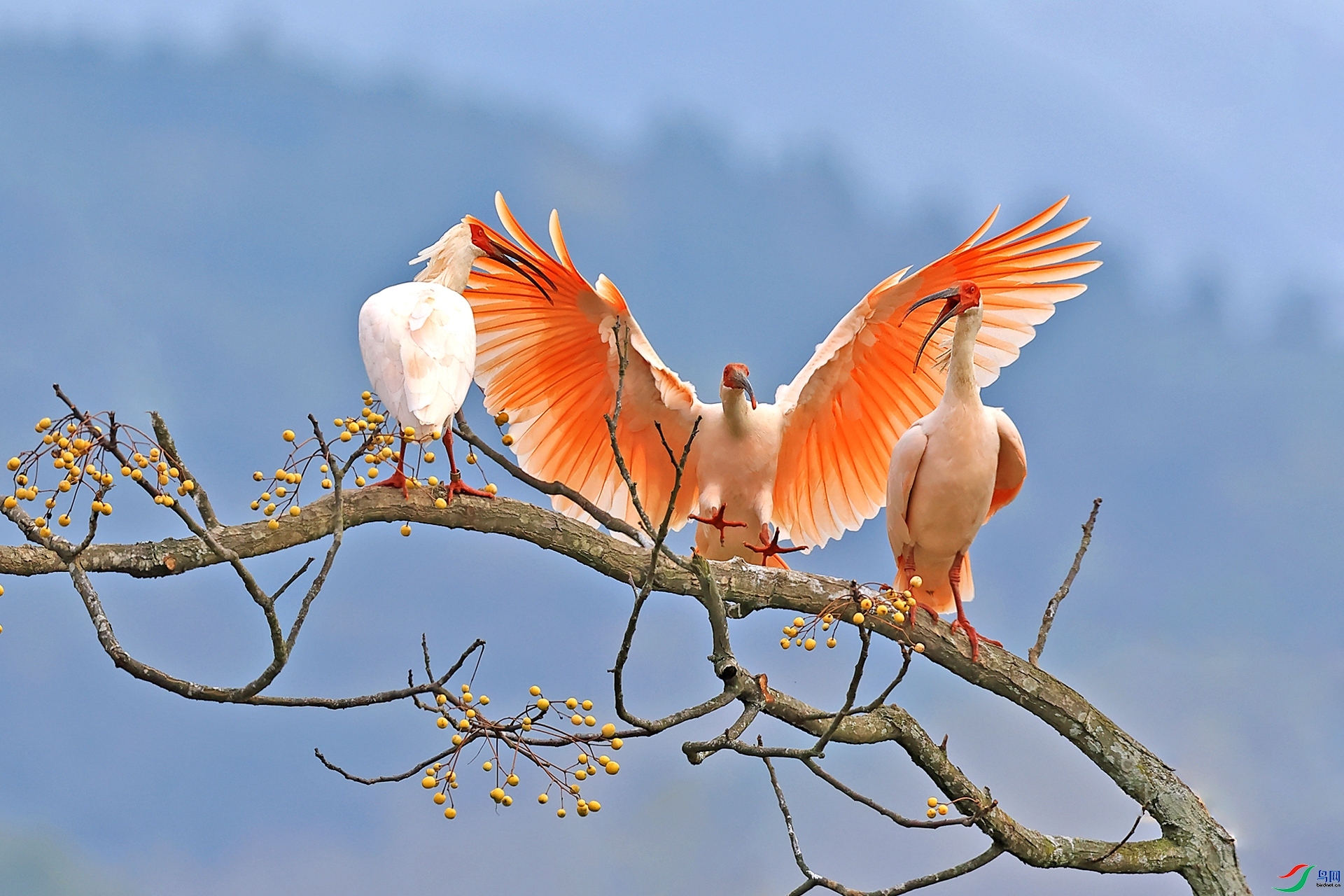 5.17��������ʦ��Ʒ   Ӳ�� ��ף���ٻ�ÿ�ռ�����.jpg