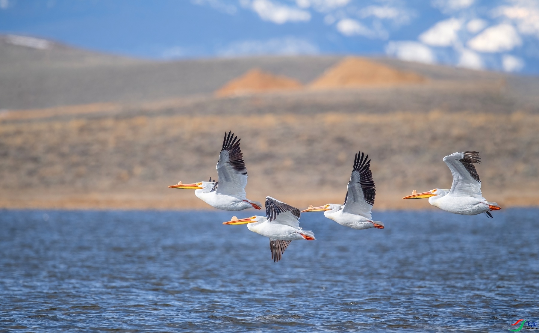 5.17����ͬ��yy��ʦ��Ʒ   �������� ��ף���ٻ��Ա������.jpg