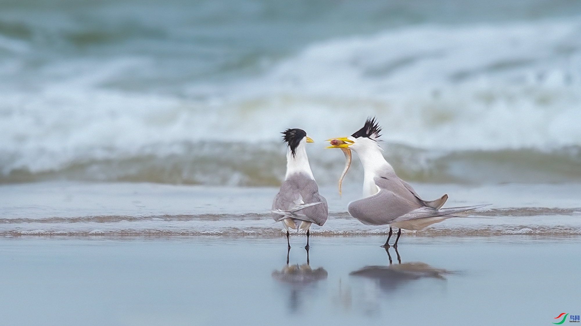 5.17Դ����Ȼ��ʦ��Ʒ   �����ĸ�ס� ��ף���ٻ����������.jpg