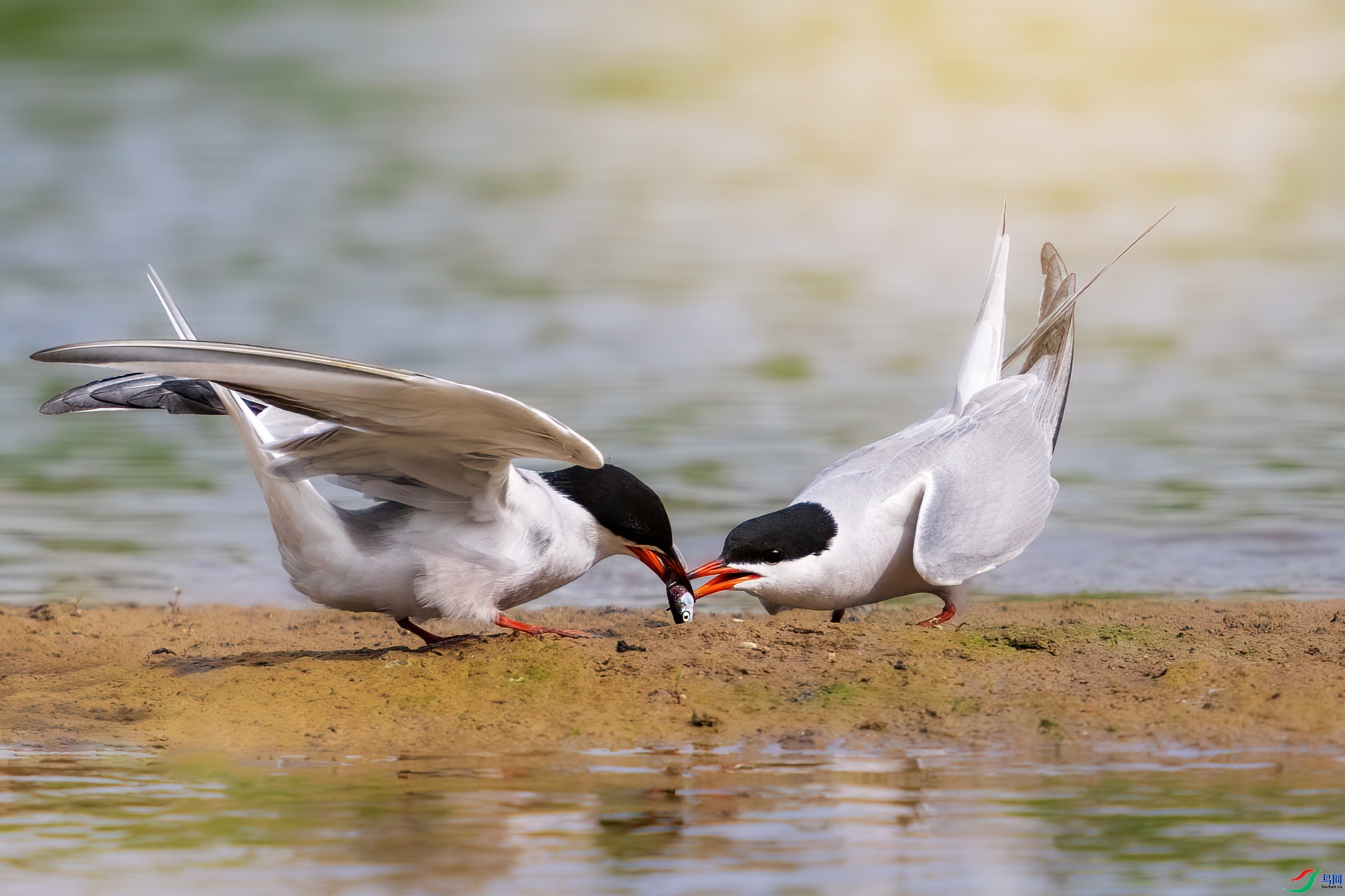 5.18����������ʦ��Ʒ  ����μˮ ��ף���ٻ���Ӱʦ������.jpg