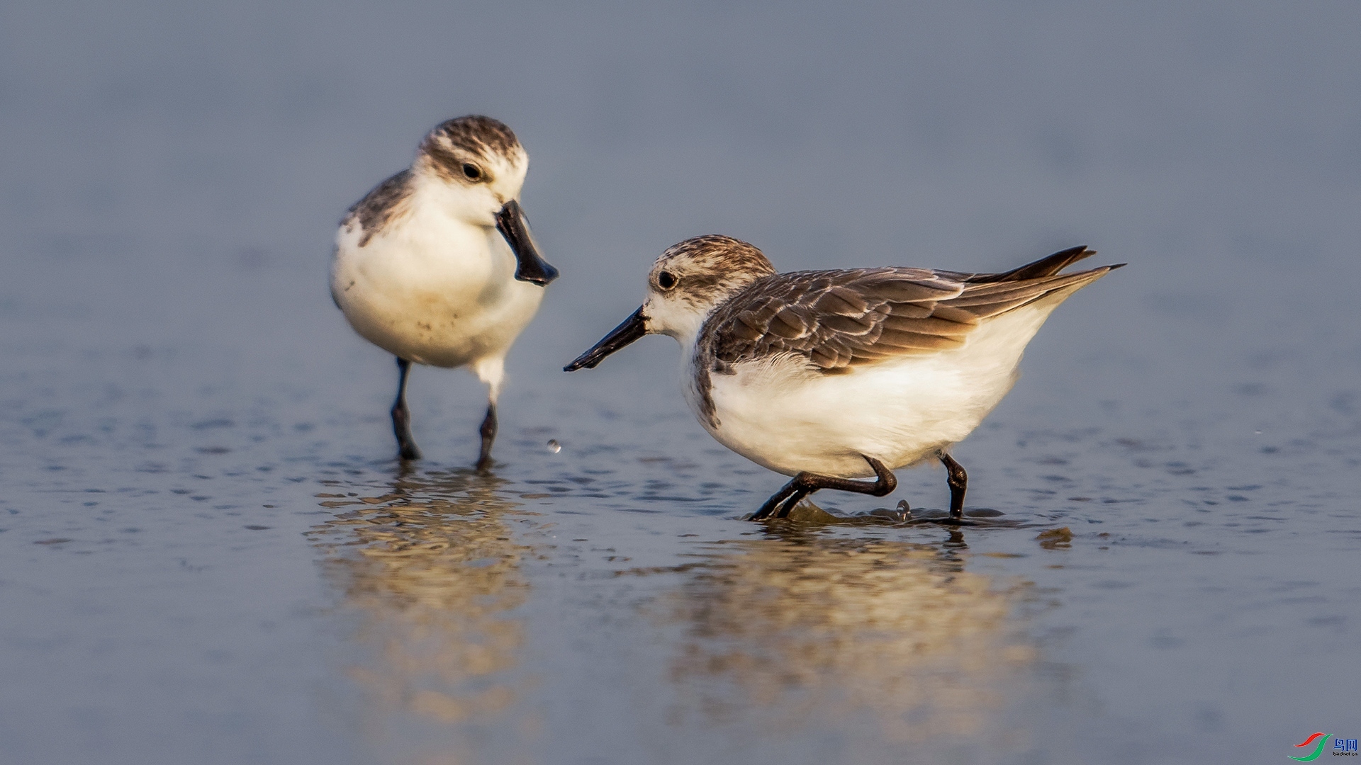 5.18����627��ʦ��Ʒ  �ֵ��� ��ף���ٻ����Ѿ�����.jpg